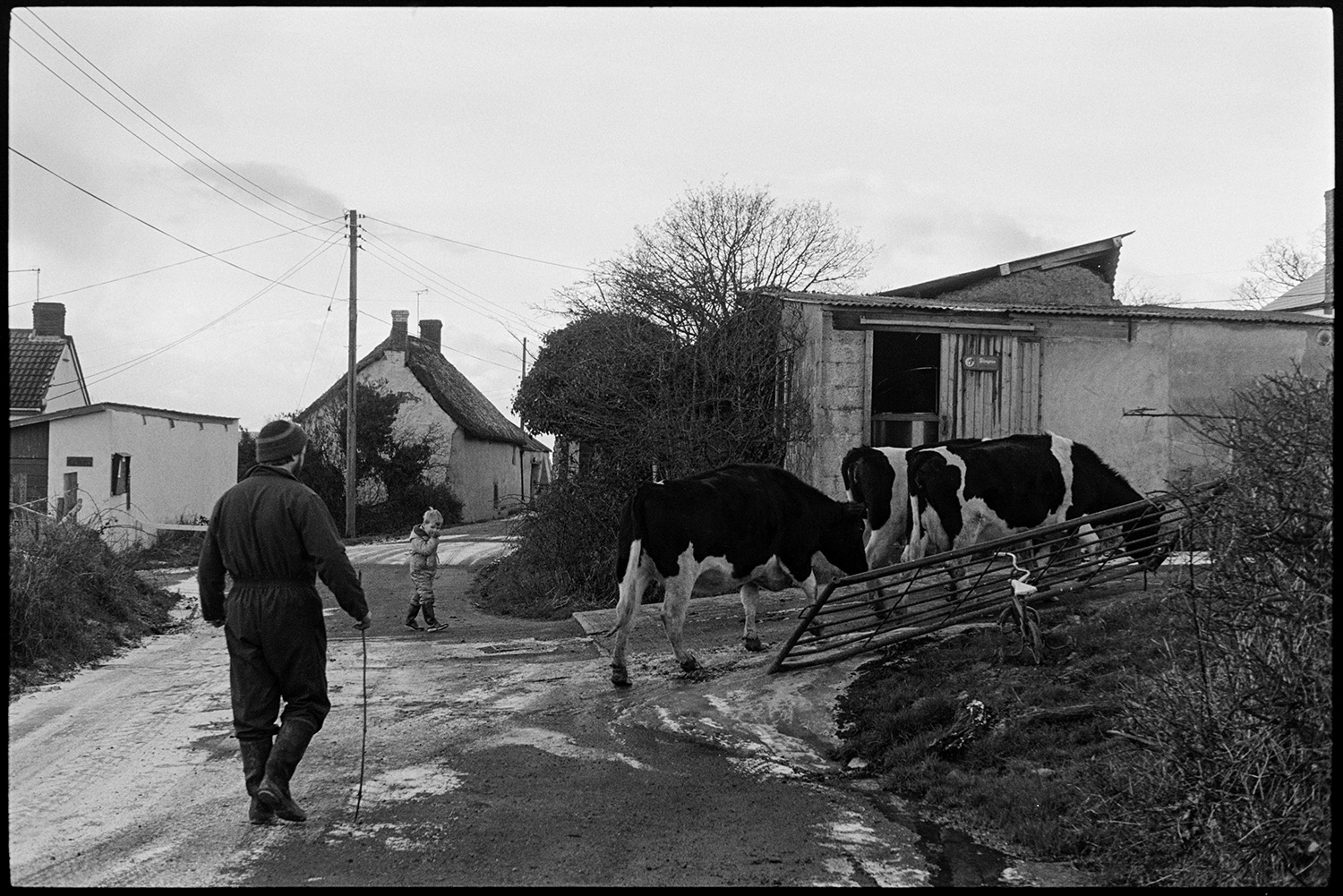 Milking herd of cows going through village. 
[Fred Folland herding three dairy cows into a farmyard at Upcott, Dolton, to go to be milked. A child is with him. Barns and a thatched cottage can be seen in the background and the road outside the farm has a light dusting of snow.]