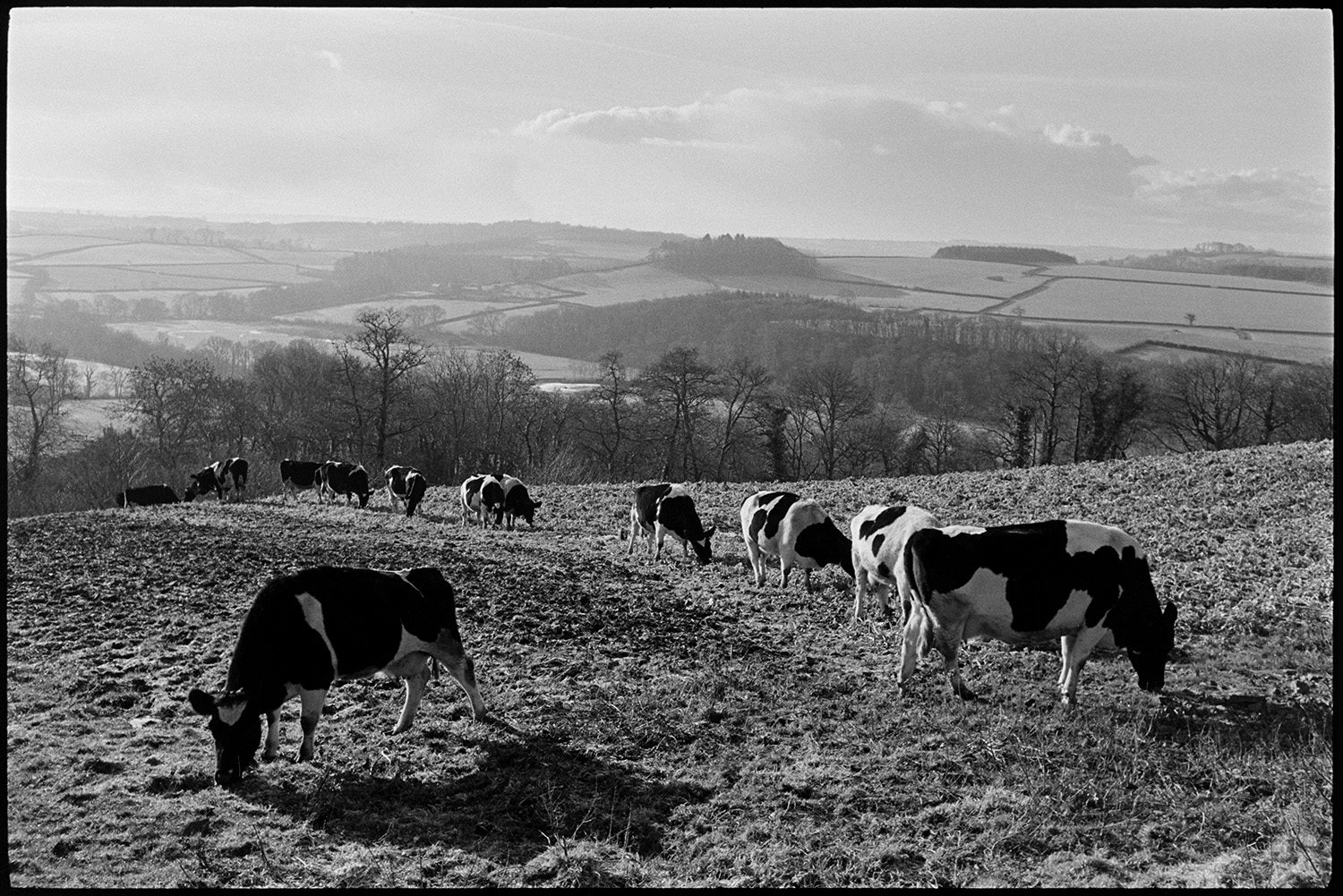 Cows in frosty sunny morning feeding up to fence set by farmer. 
[Cows grazing in a field along a fence running through the field, on a frosty morning, at Harepath, Beaford. A landscape of trees, fields, hedgerows and clouds can be seen in the background.]