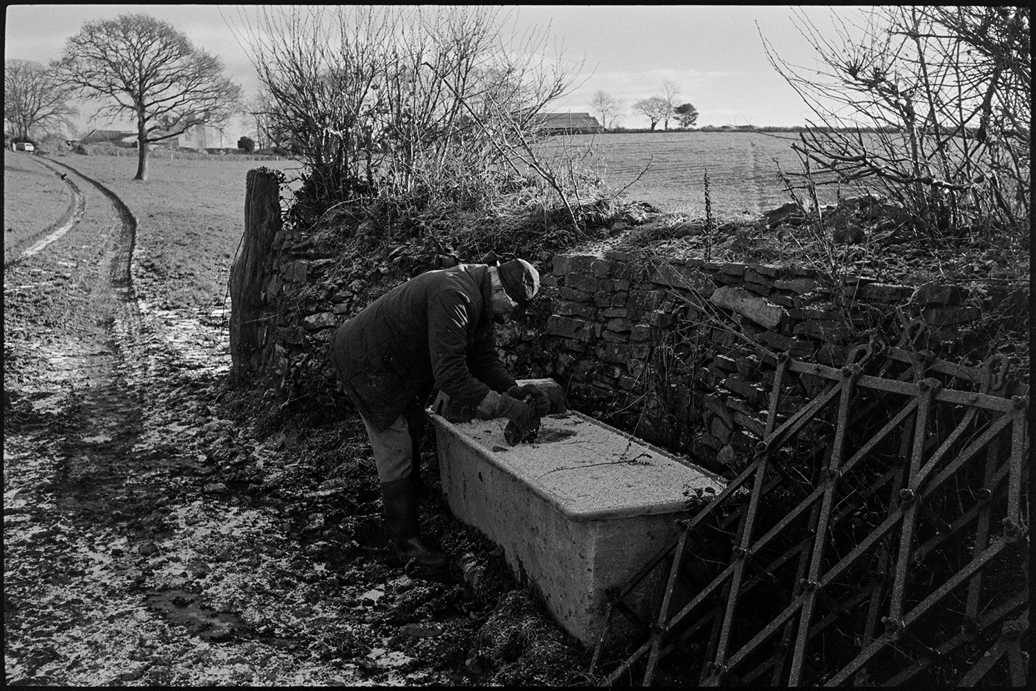 Muddy field and drinking trough. 
[A man breaking up ice on a drinking trough by a stone wall and field at Harepath, Beaford. A harrow is lent against the wall and farm buildings can be seen beyond the field. A light dusting of snow is on the ground.]