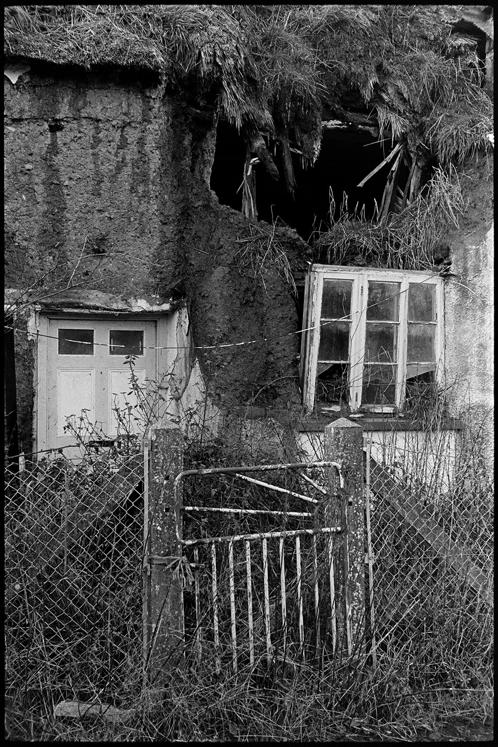 Derelict collapsing farmhouse cob and thatch old cob barn. 
[A crumbling cob and thatch farmhouse at Combe Farm, Upcott, Dolton. The thatch roof is falling onto a window and door. A metal gate and wire fence are outside the farmhouse.]