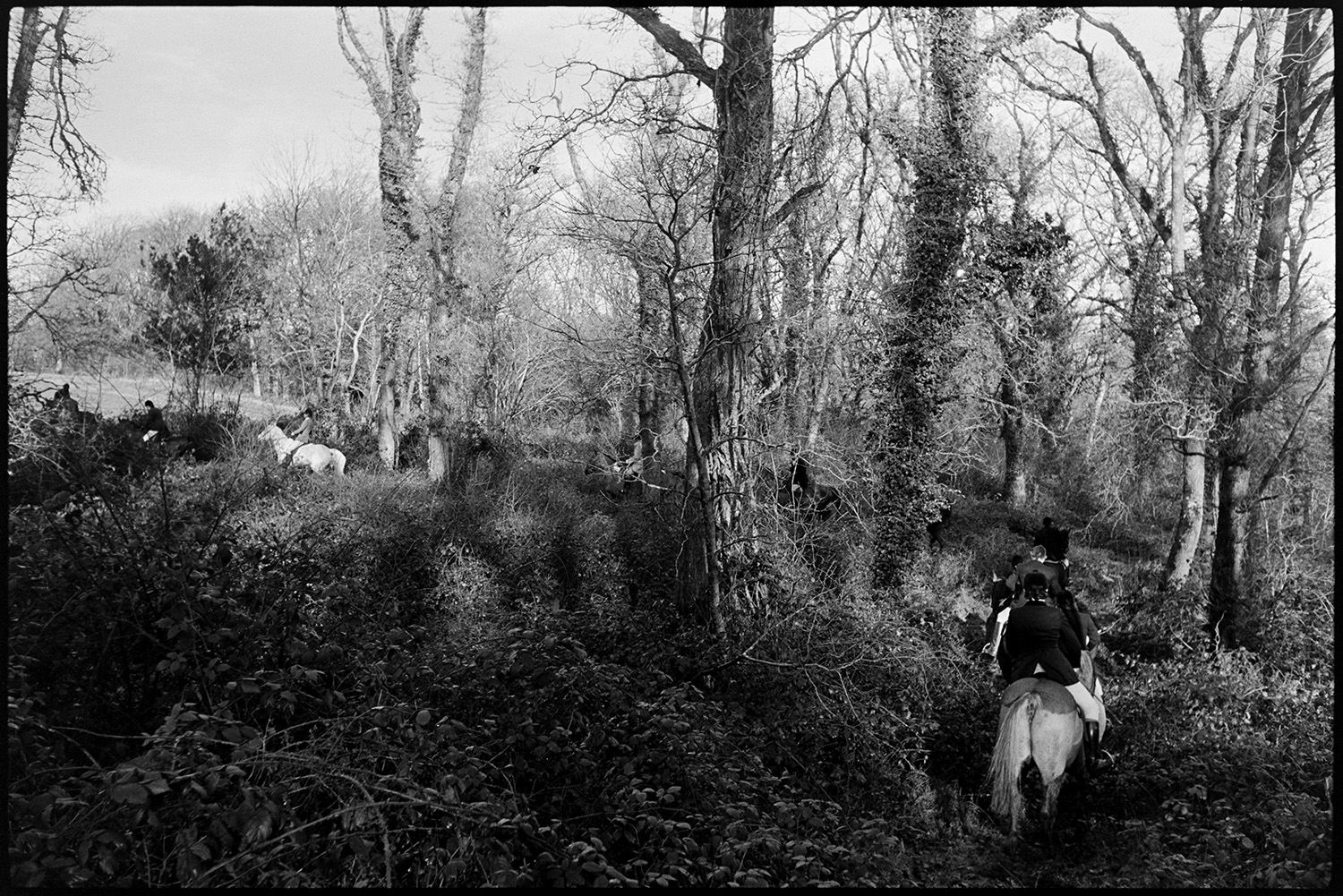 Hunt in ploughed field and wood. 
[Huntsmen on horseback riding though woodland on a hunt at Petrockstowe.]