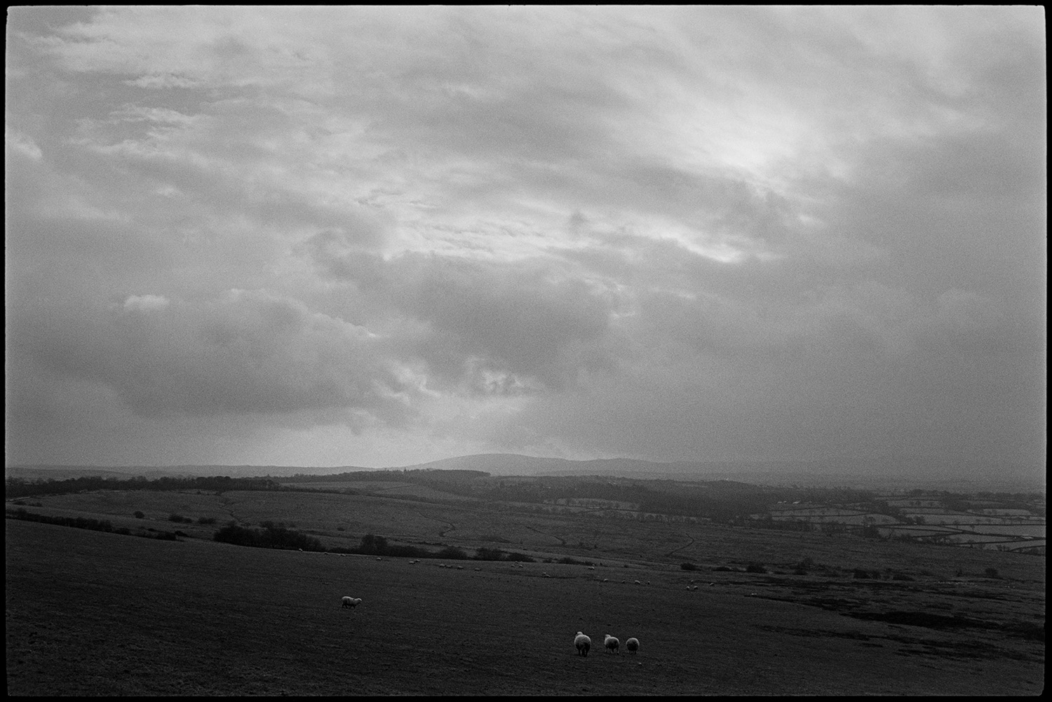 Cloudy views across moor couple walking with pram. 
[Sheep grazing in a field on Hatherleigh Moor. Other fields, trees and hedgerows can be seen in the background and the sun is trying to break through clouds in the sky above.]