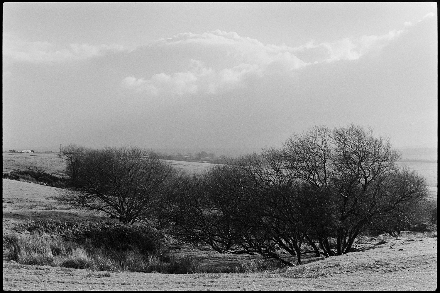 Cloudy views across moor couple walking with pram. 
[Small trees and rough ground on Hatherleigh Moor, with clouds in the sky above.]