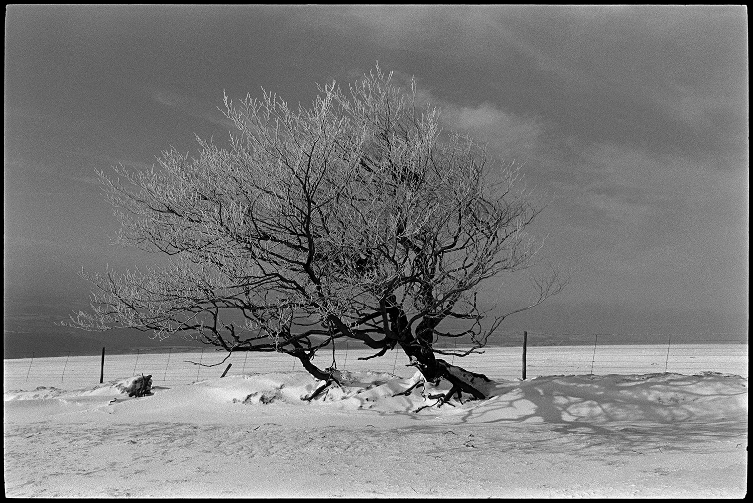 Snow, landscape with remains of hedgerow and wind blasted trees. 
[A snow covered field with a wind blasted tree in an old hedgerow at Five Barrows, Exmoor.]