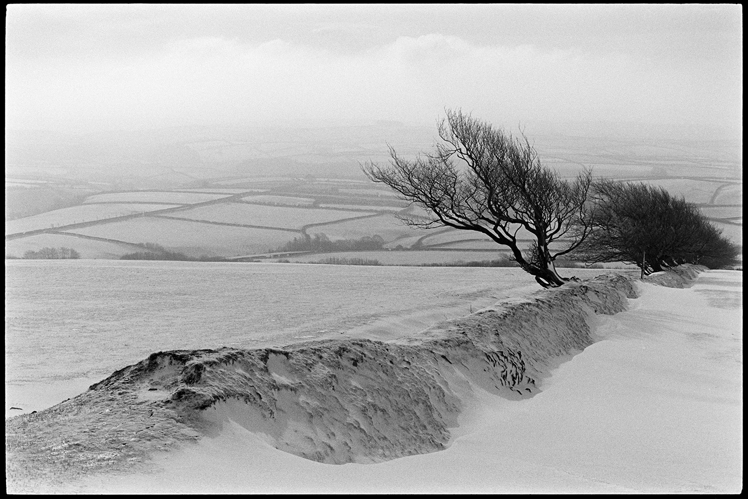 Snow, landscape with remains of hedgerow and wind blasted trees in bright sun. 
[Snow covered fields and a wind blasted tree in an old hedgerow at Five Barrows, Exmoor.