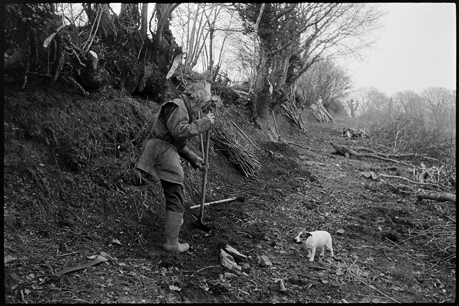 Man clatting, building up old hedgebank, sitting in shelter with dog. 
[Fred Moule clatting or building up a hedgerow with turf, using a spade, at Woolridge, Dolton. A dog is watching him and various logs and branches from the hedge are on the ground nearby.]