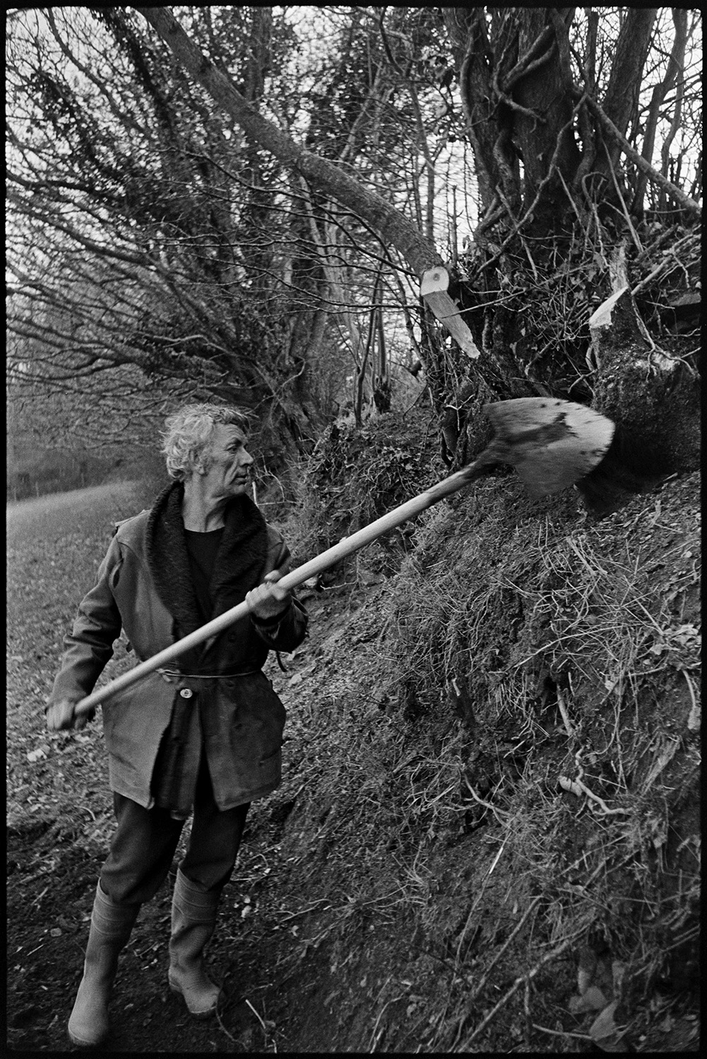 Man clatting, building up old hedgebank, sitting in shelter with dog. 
[Fred Moule clatting or building up a hedgerow with turf, using a spade, at Woolridge, Dolton. Branches in the hedge have been trimmed.]
