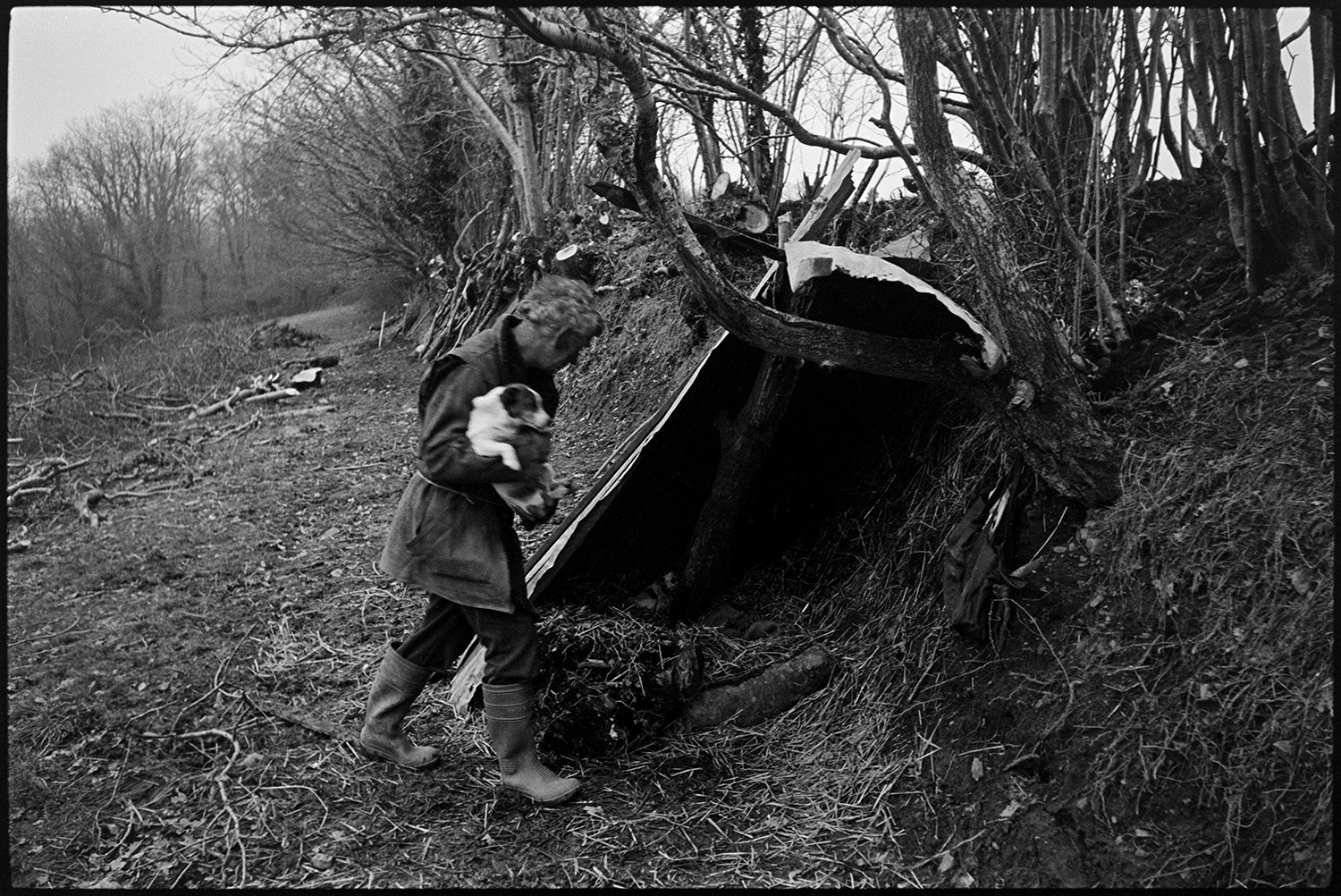 Man clatting, building up old hedgebank, sitting in shelter with dog. 
[Fred Moule carrying a dog and walking into a shelter he has made, by propping a sheet of corrugated iron against the hedge, in a field at Woolridge, Dolton. He has been clatting or building up the hedgerow. Various logs and branches from the hedge are on the ground nearby.]