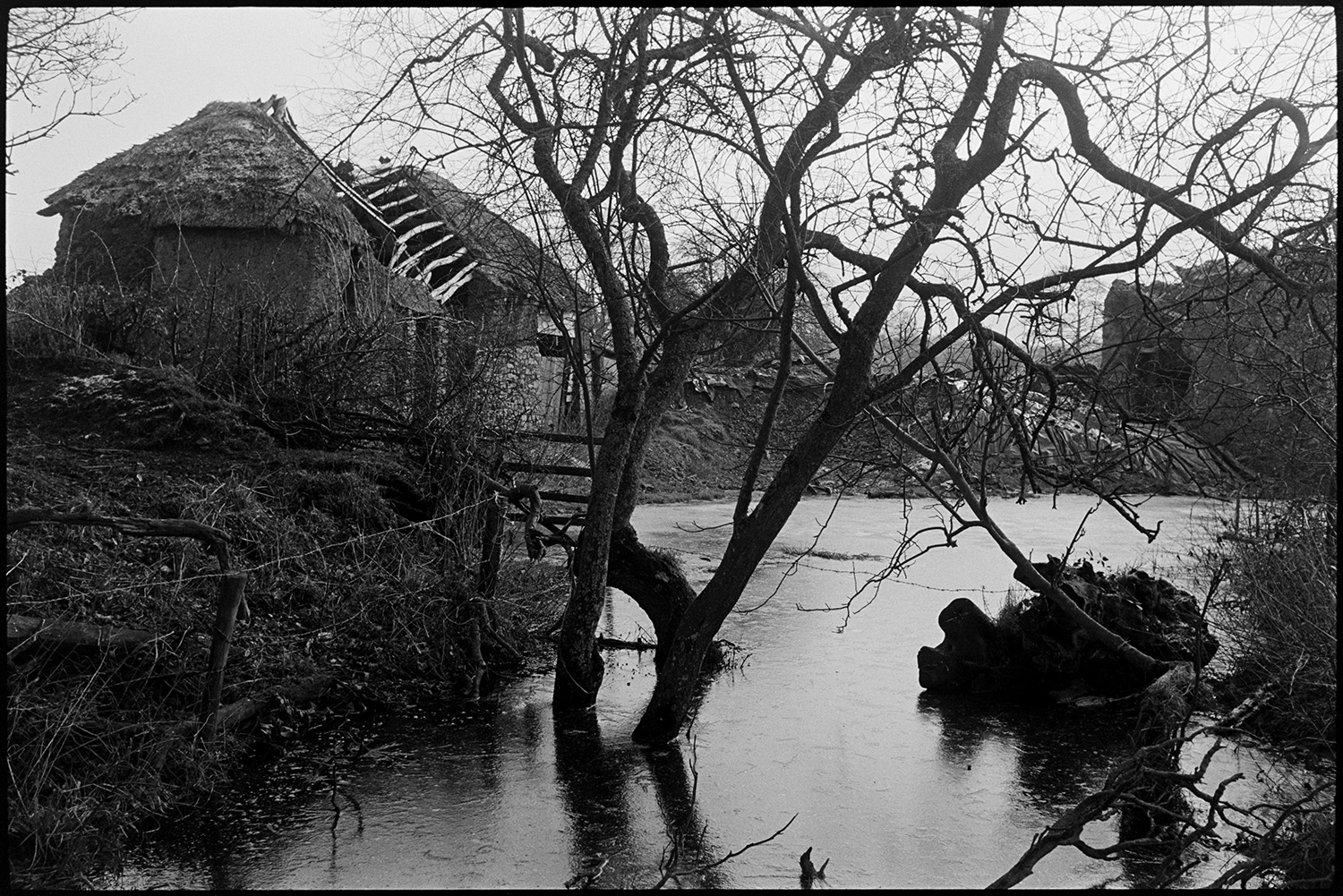 Ruined cob and thatch barns, flooded stream. 
[Trees in a flooded stream by collapsing cob and thatch barns at Middle Week, Iddesleigh. The roof timbers of the barn are visible.]
