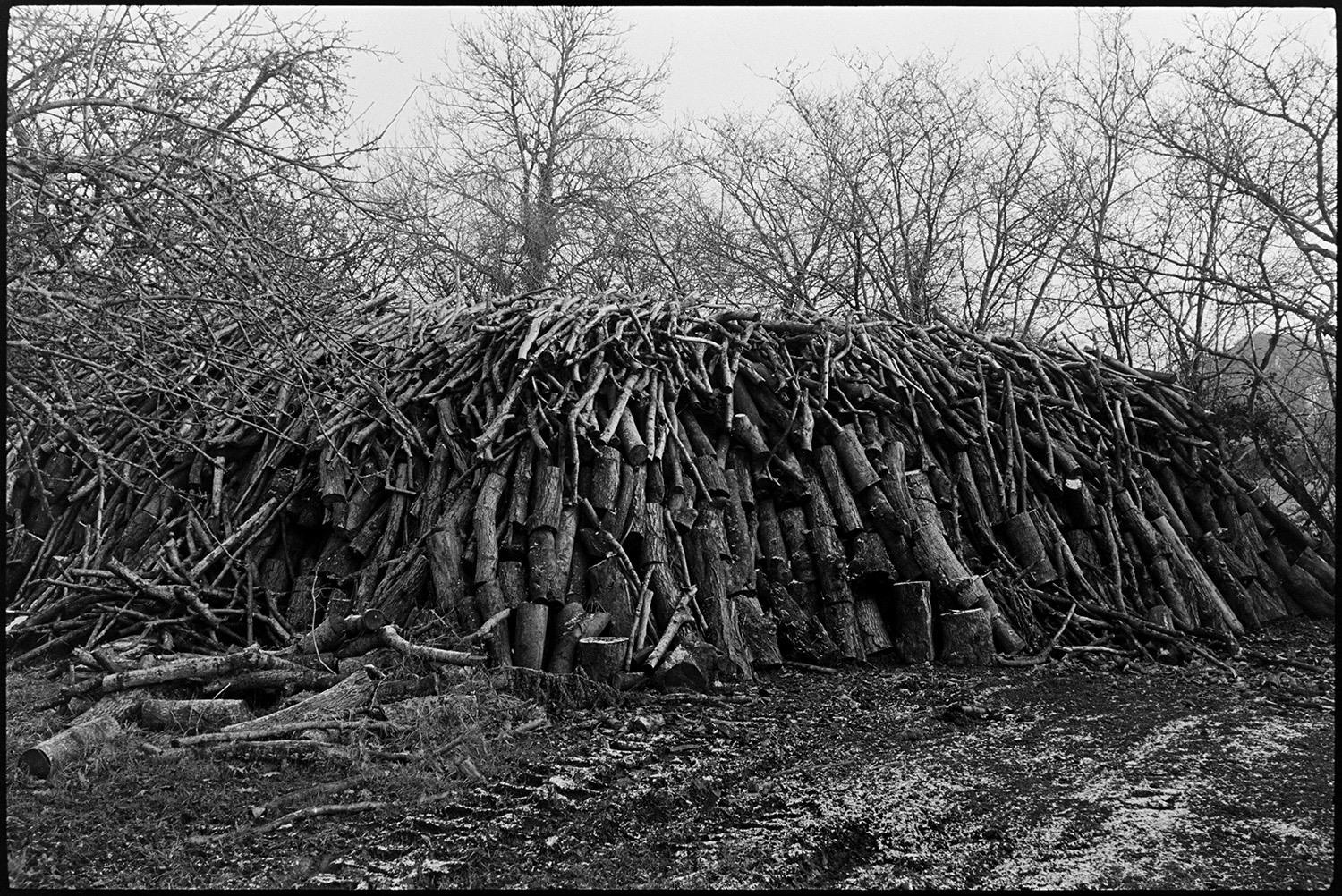 Large woodpile in old orchard. 
[A large woodpile in an old orchard at Middle Week, Iddesleigh. Tyre tracks lead up to the log pile.]