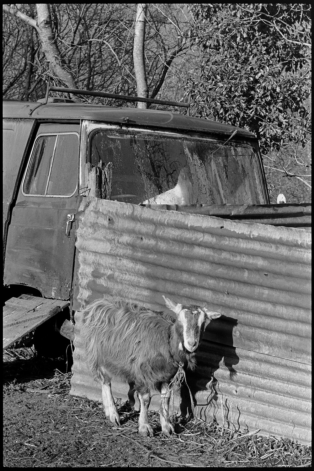 Tethered goat. 
[A goat tethered by a sheet of corrugated iron and an old lorry, at Millhams, Dolton.]