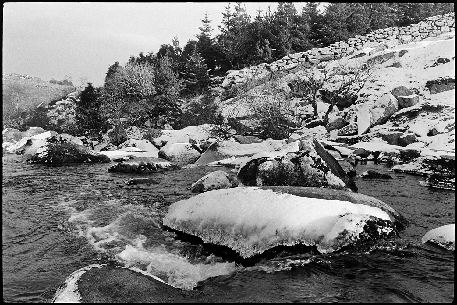 Snow, rocky river with ice and distant pine trees. 
[A river on Dartmoor. Rocks on the bank of the river are covered with snow and ice. A row of pine trees and  dry stone wall run down the hill to the river.]
