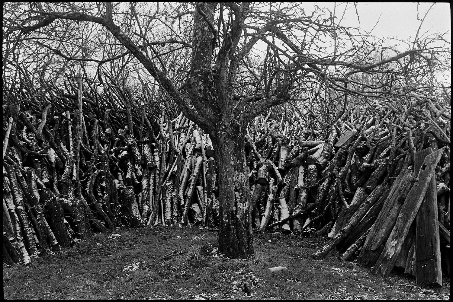 Large woodpile in old orchard light snow. 
[A large woodpile with a light dusting of snow in an orchard at Middle Week, Iddesleigh. An apple tree can be seen in the foreground.]