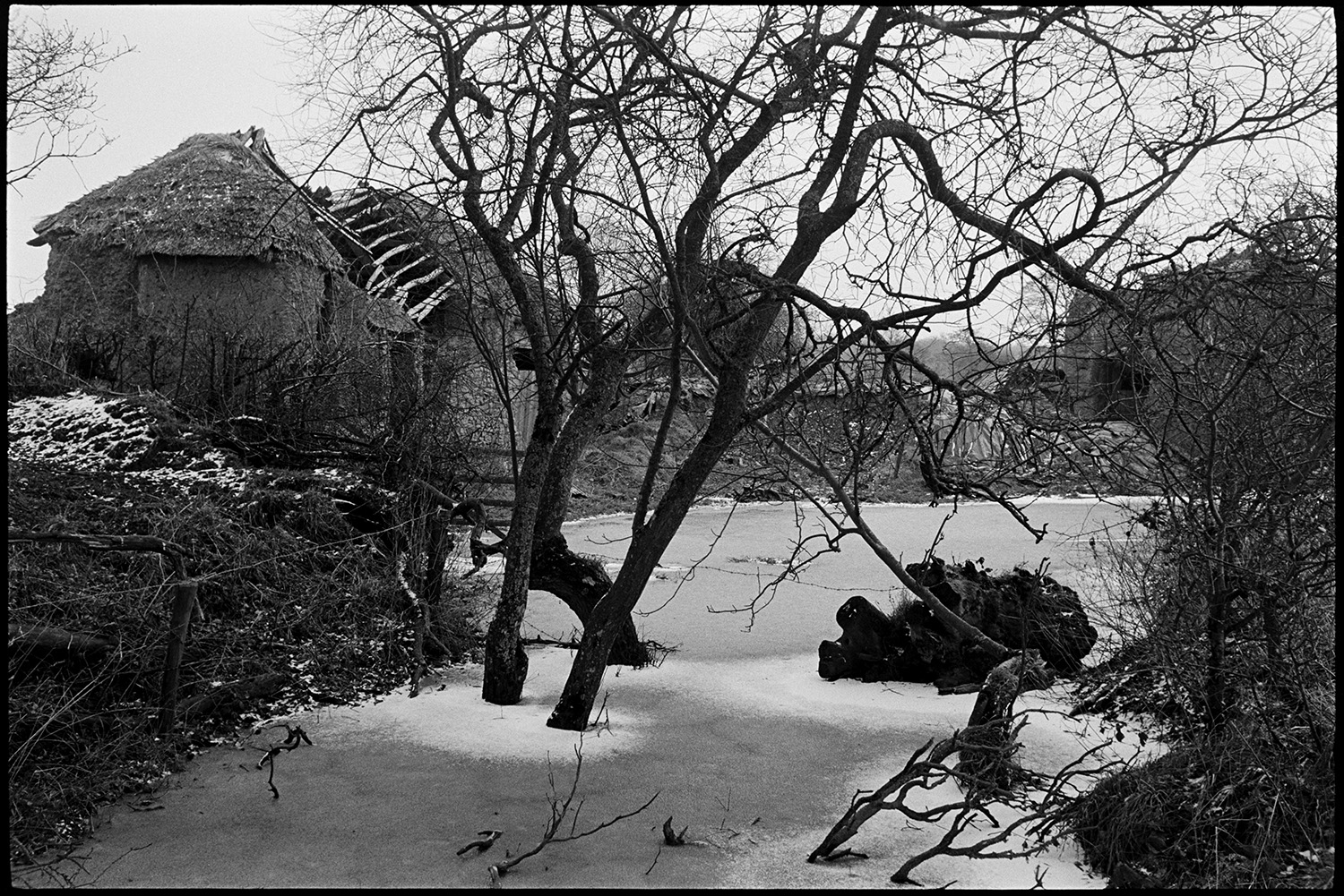 Ruined cob and thatch barns beside flooded stream. 
[A collapsing cob and thatch barn in a field by a flooded and frozen stream at Middle Week, Iddesleigh. The roof timbers of the barn are exposed and patches of snow can be seen in brambles. Tree trunks are also visible in the frozen stream.]