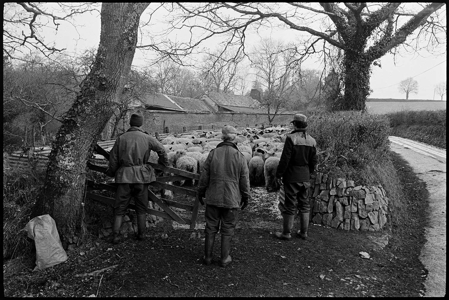 Farmers rounding up and checking sheep in pen. 
[Mr Banbury and two other men herding a flock of sheep into a corrugated iron pen in a field, from a road at Westpark, Iddesleigh. One man is holding a wooden gate to put across the entrance. The hedges at the entrance to the pen have dry stone walling at the bottom. Farm buildings can be seen in the background.]
