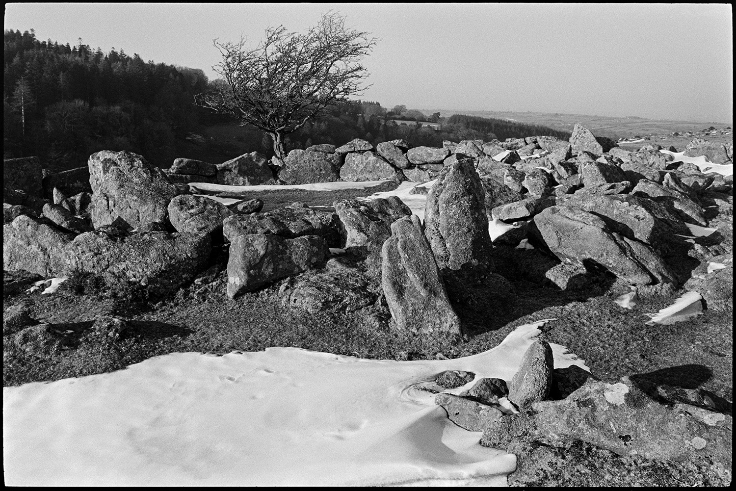 Rocky stream under snow and frost, blasted trees. 
[Snow and ice on a rocky area near Gidleigh on Dartmoor. A wind blasted tree can be seen in the background against woodland.]