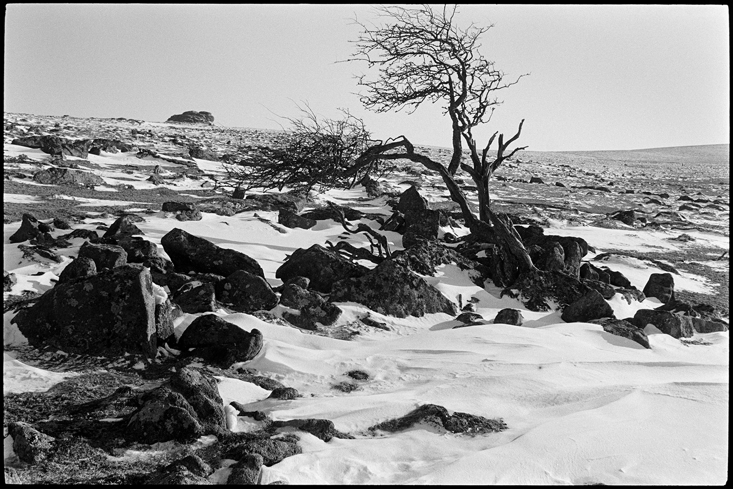Rocky stream under snow and frost, blasted trees. 
[Snow and ice covered rocky moorland, with a wind blasted tree, near Gidleigh on Dartmoor.]