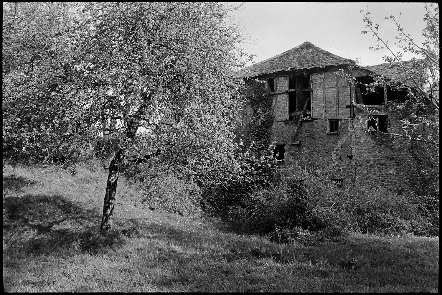 Old ruined mill and orchard. 
[A collapsing brick, cob and timber frame mill, in an orchard with apple trees in blossom, at Westpark, Iddesleigh.]
