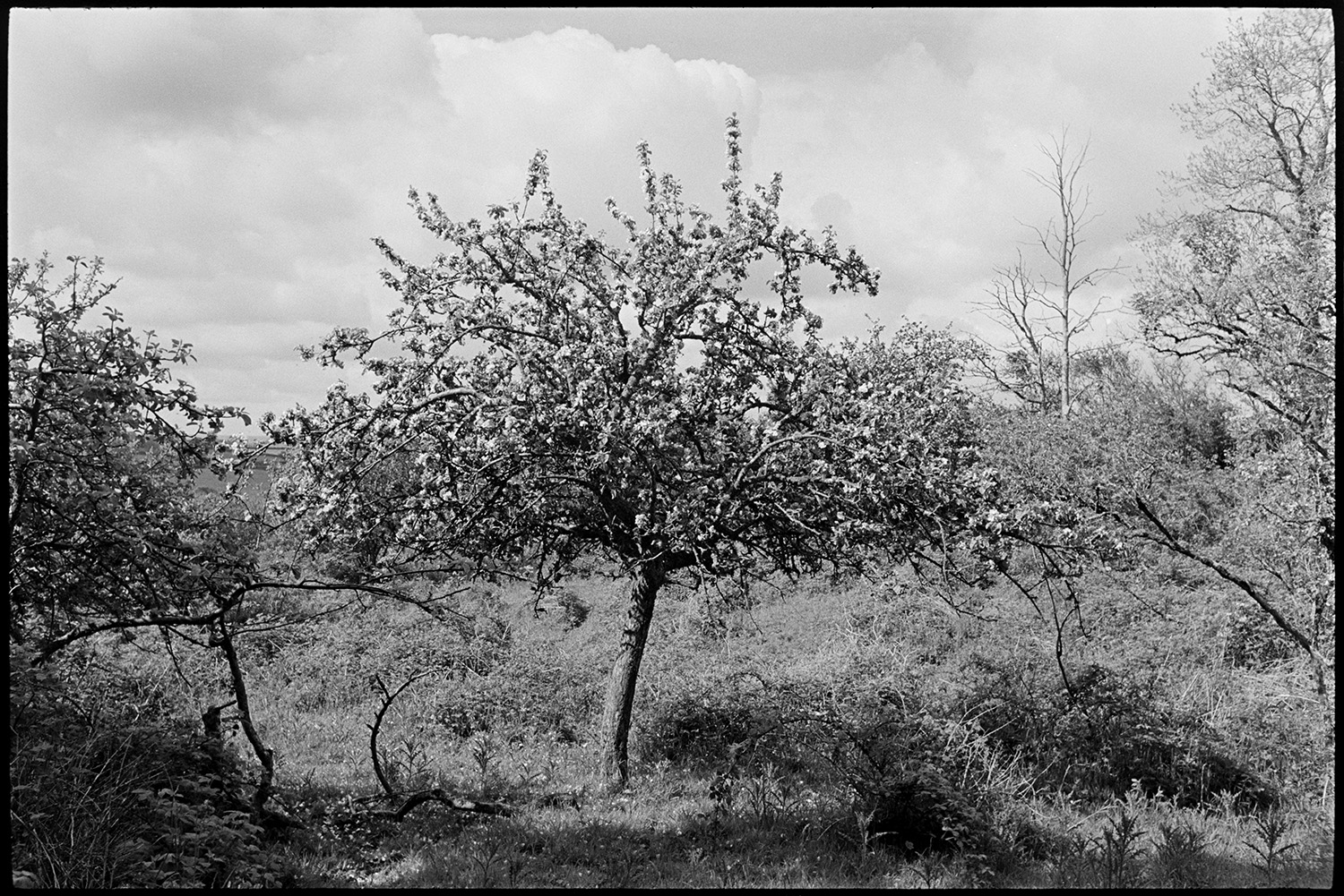 Old overgrown orchard. 
[Apple trees in blossom in an overgrown orchard at Henacroft, Iddesleigh.]