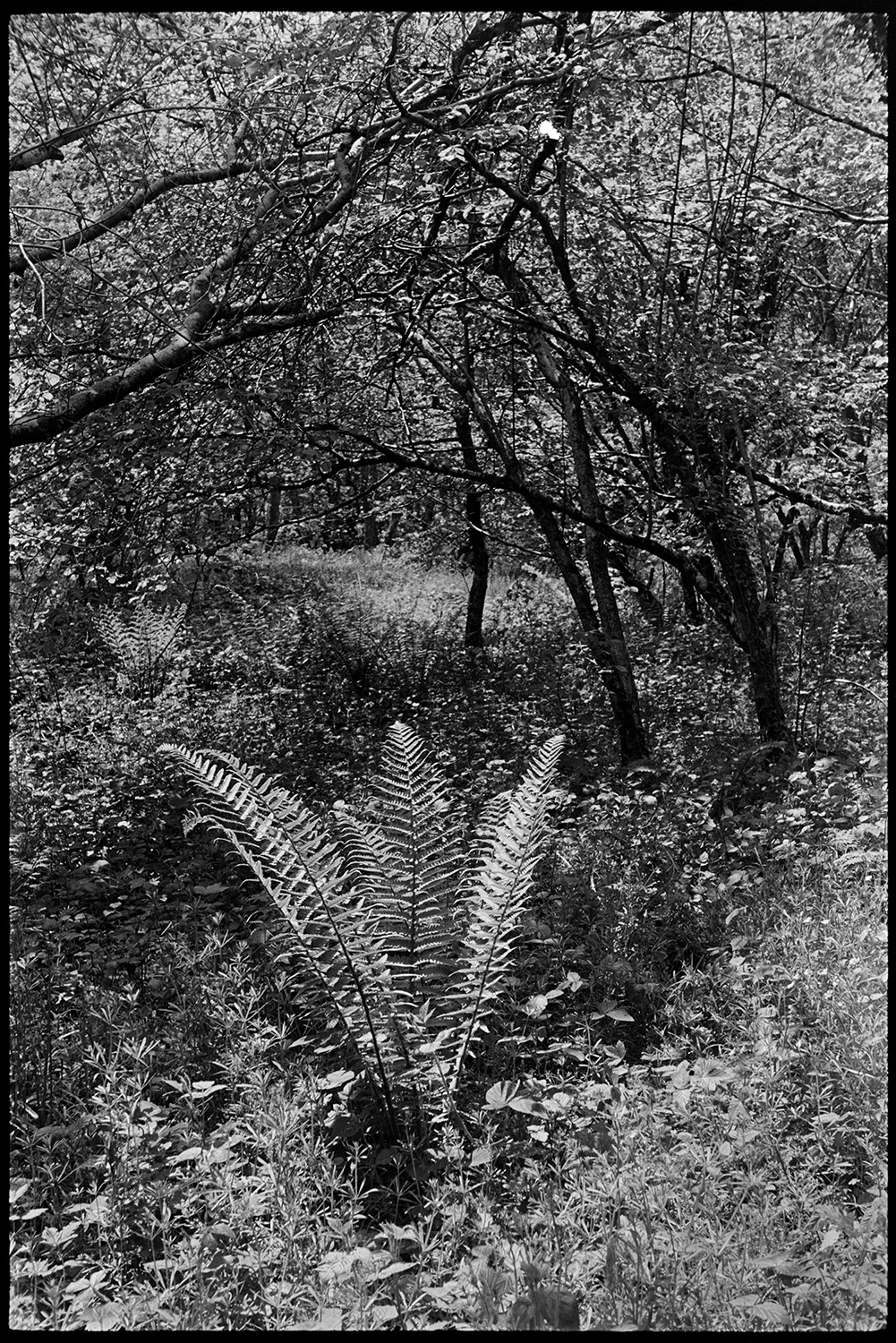 Flowers in overgrown woodland. 
[Ferns and foliage in a woodland below Woolridge, Dolton.]