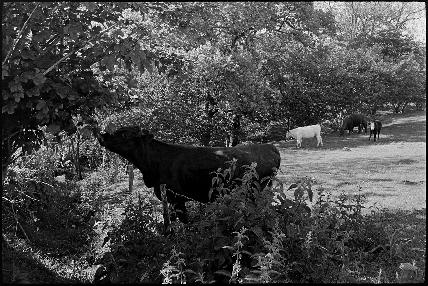 Cow eating leaves from hedge. 
[Cattle grazing in a field at Ashwell, Dolton. The cow in the foreground is reaching over a barbed wire fence to eat leaves from a hedge surrounding the field. Stinging nettles can also be seen in the foreground.]