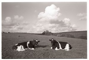 Cows at Harepath by James Ravilious