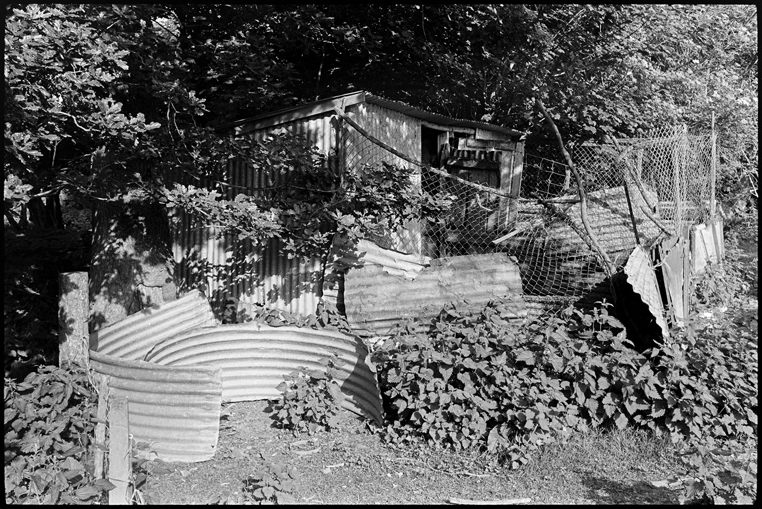 Corrugated iron sheds for dogs. 
[A corrugated iron shed with a fence under trees, for dogs at Millhams, Dolton. Other sheets of corrugated iron are around the fence.]