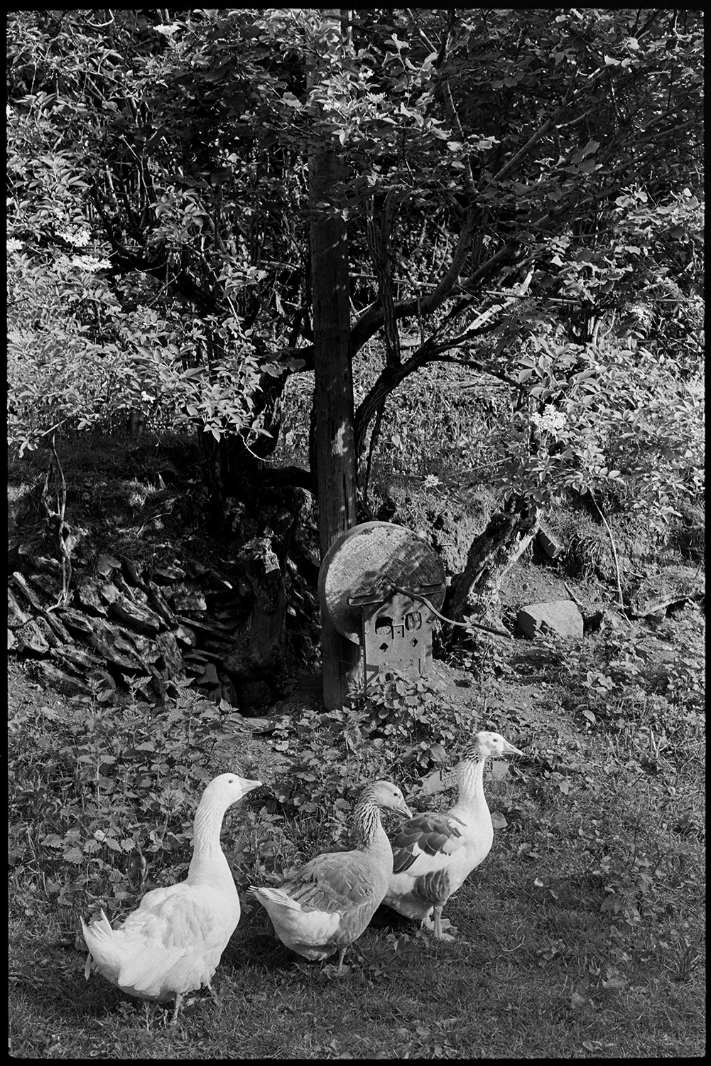Old grindstone under hedge with geese. 
[Three geese walking past a grindstone, which used to belong to Archie Parkhouse, under a trees in a field at Millhams, Dolton.]