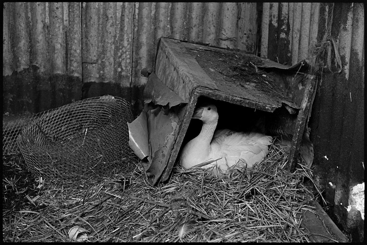 Ducks. Goose sitting on nest in old packing case. 
[A goose sat on a nest in a old packing container in a corrugated iron shed at Millhams, Dolton. Straw is on the floor of the shed and a roll of wire is next to the nest.]