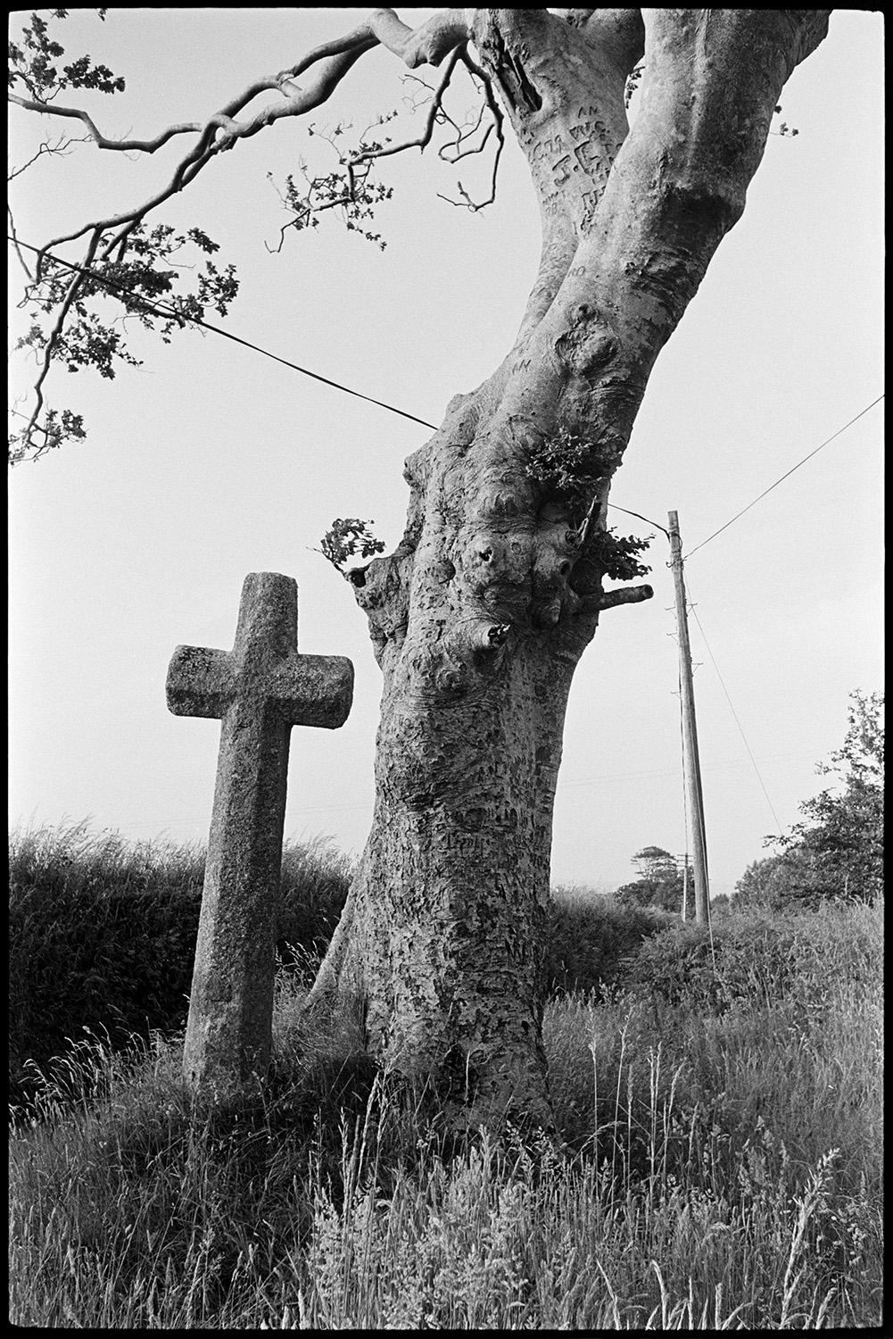 Wayside cross and beech tree. 
[A stone wayside cross stood next to a beech tree at Eastacott, Umberleigh.]