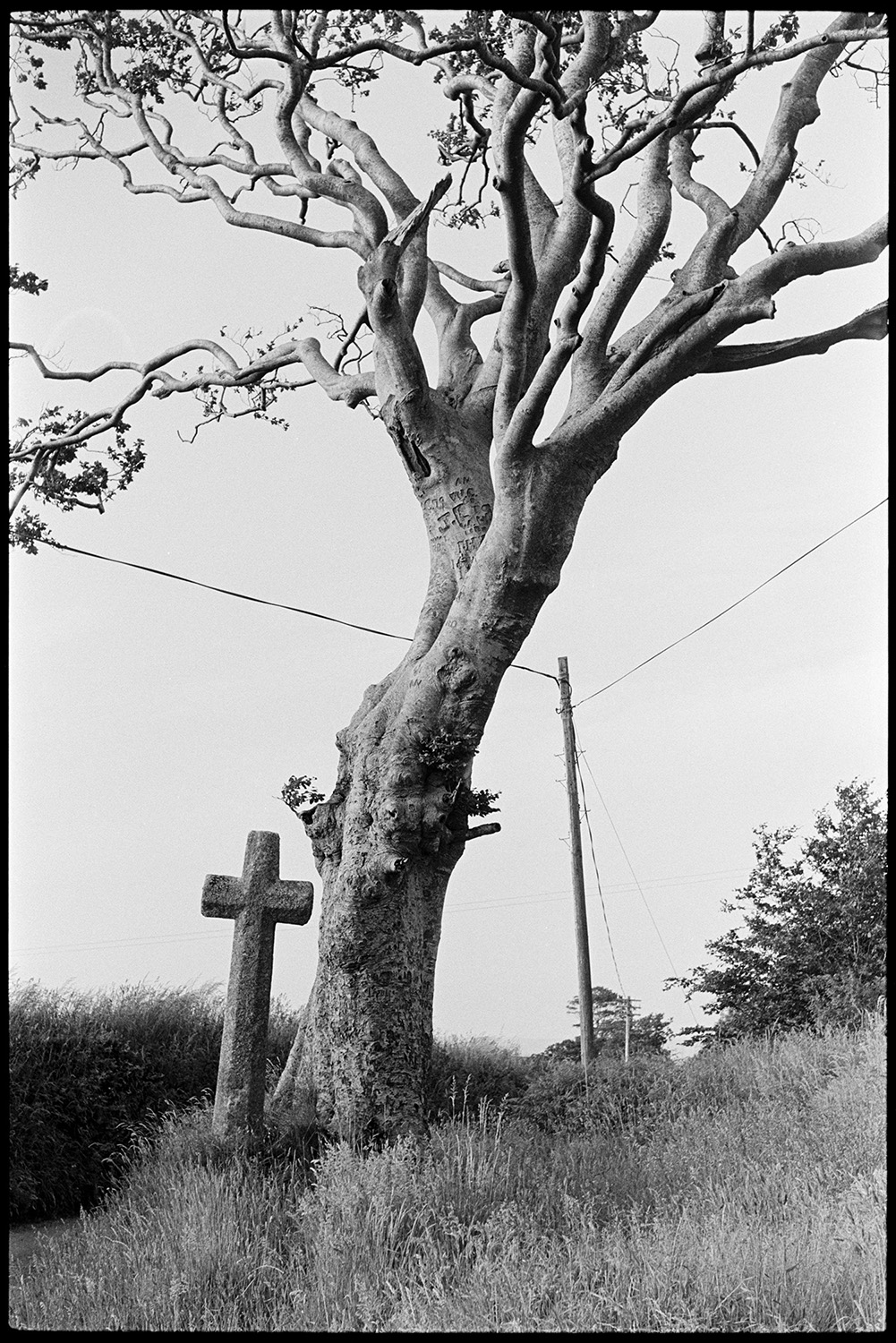 Wayside cross and beech tree. 
[A stone wayside cross stood next to a beech tree at Eastacott, Umberleigh.]
