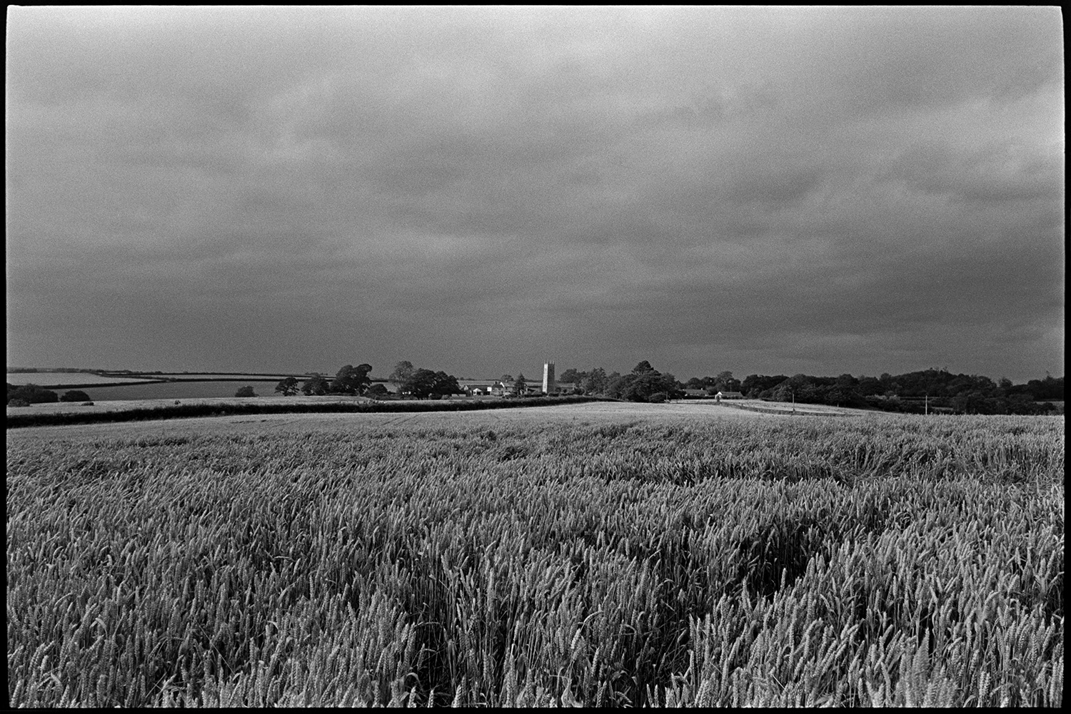 Combine harvester at work, fields of wheat. Church tower in distance.
[A field of wheat at Brimblecombe near Dolton, with a church tower and trees in the background, and a cloudy sky above.]