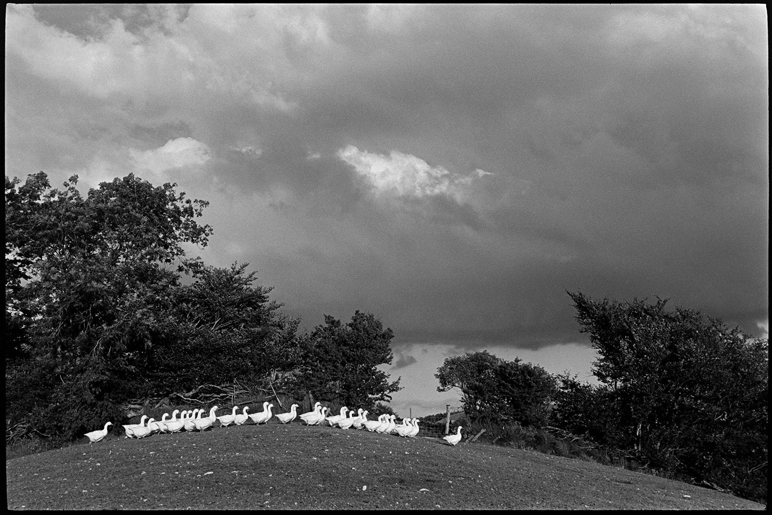 Geese under stormy sky, clouds and  hills.<br />
[A gaggle of geese by a hedge in a field at Indiwell, Swimbridge. Dark storm clouds are in the sky overhead. The geese were a breeding flock which lived on the hill between 1980- 1992, after which they moved to Milborne Port, Dorset where they could often be seen grazing in the fields below the deer park of Sherborne Castle. The eggs were collected for hatching on the farm and goslings were sent out to homes all over the UK. Infertile eggs would sometimes be used by artists for egg decorating.]