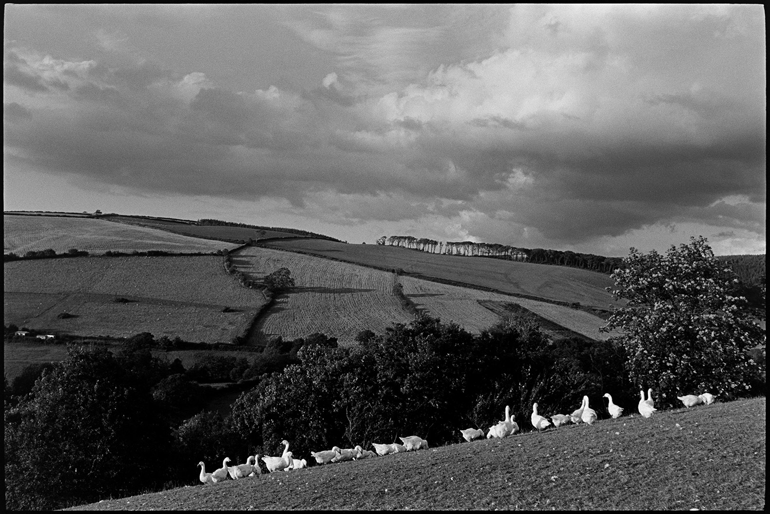 Geese under stormy sky, clouds and hills.<br />
[A gaggle of geese in a field at Indiwell, Swimbridge. Storm clouds are in the sky overhead and a wooded valley and fields are visible in the background. The geese were a breeding flock which lived on the hill between 1980- 1992, after which they moved to Milborne Port, Dorset where they could often be seen grazing in the fields below the deer park of Sherborne Castle. The eggs were collected for hatching on the farm and goslings were sent out to homes all over the UK. Infertile eggs would sometimes be used by artists for egg decorating.]
