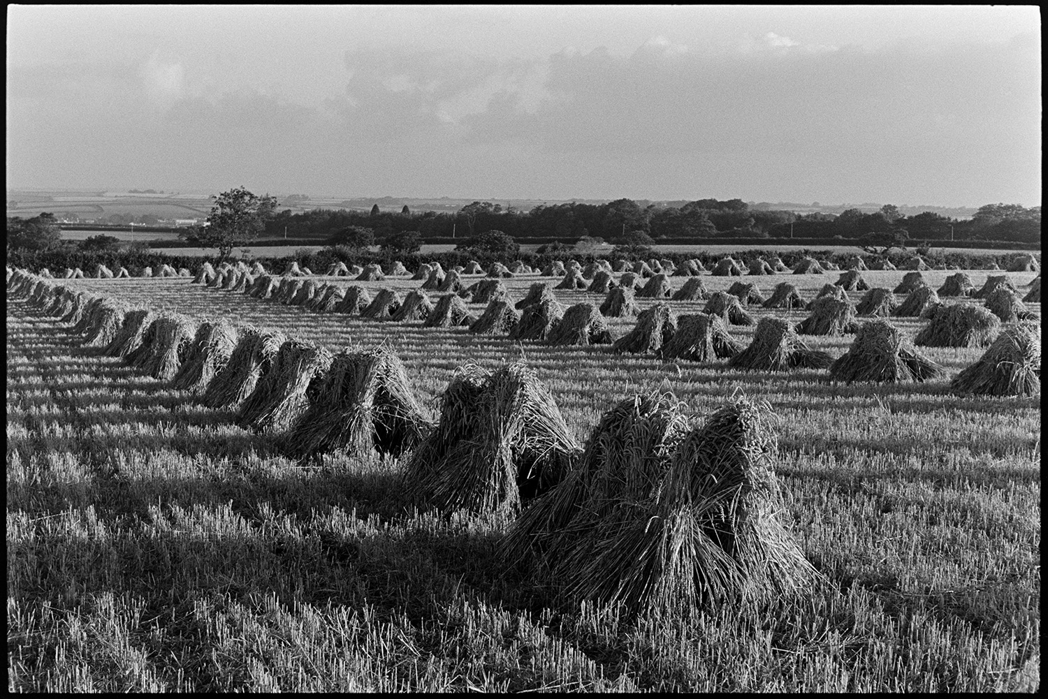 Corn stooks, sunlit evening.
[Rows of stooks in a cornfield, on a sunlit evening at Windwhistle, Upcott, near Dolton. Trees and field can be seen in the background.]