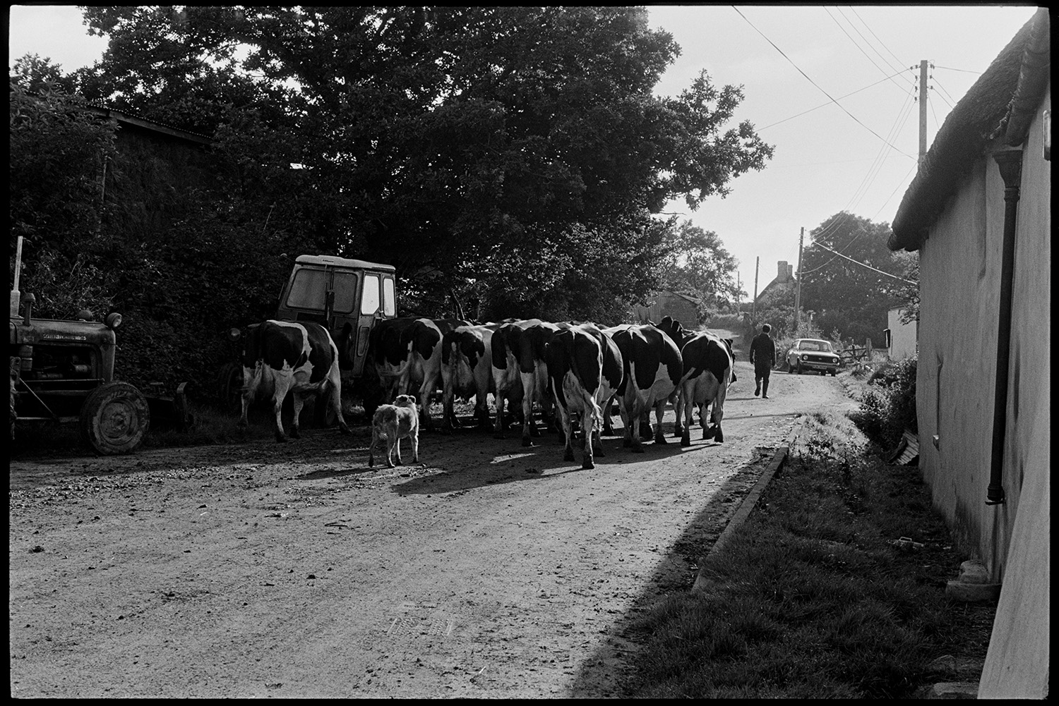 Milking herd of cows going through village.
[Peter Jones leading a herd of milking cows with a dog up a road at Upcott, near Dolton. Thatched cottages and a parked car are on one side of the road, with two tractors parked in the shade of a hedge and oak trees, on the other.]