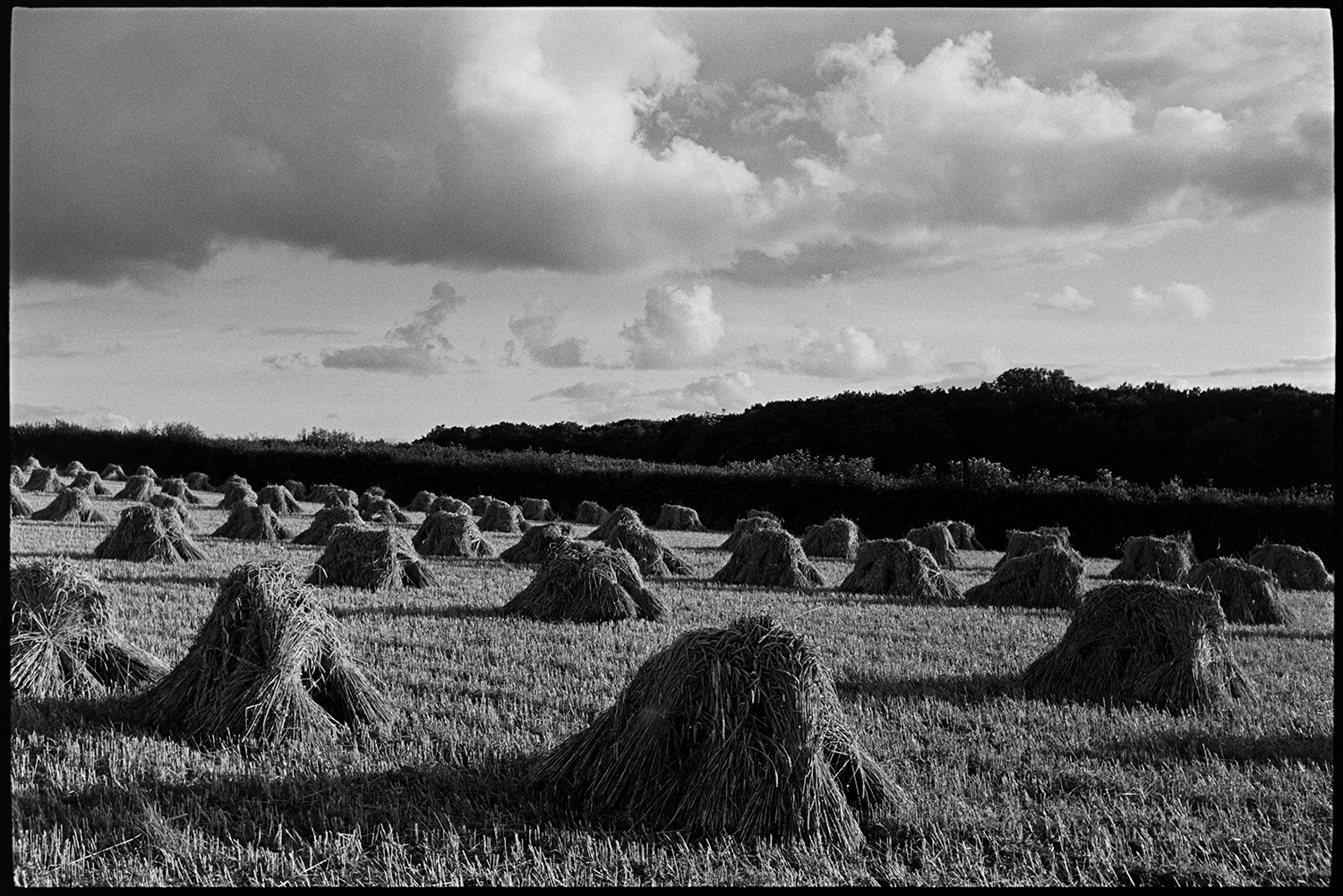 Corn stooks, sunlit evening with clouds.
[Rows of sunlit stooks in a cornfield at Windwhistle, Upcott, near Dolton, in the evening. Storm clouds are in the sky.]