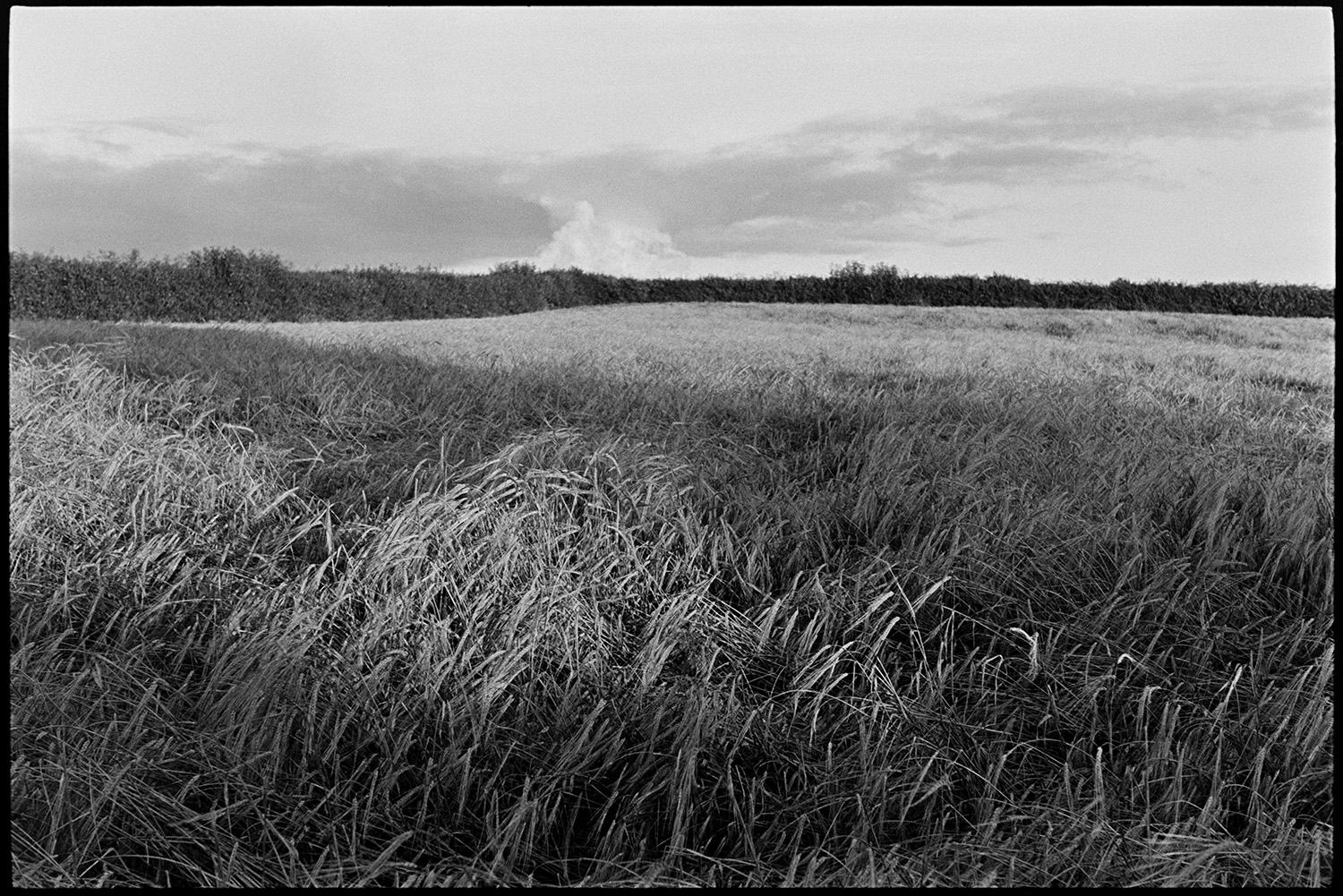 Close up of barley.
[A view of barley growing in a field at Windwhistle, Upcott, near Dolton. A hedge surrounds the field and clouds are in the sky above. Shadows are falling across the crop.]