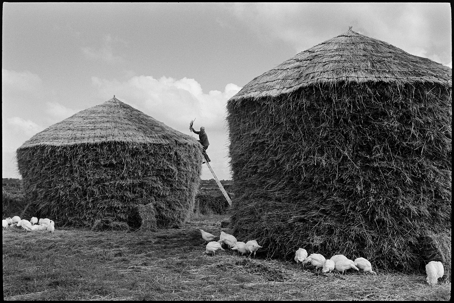 Thatcher thatching wheatrick, young turkeys.
[Bill Hammond, standing on a ladder and thatching a wheat rick in a field at Westacott, Riddlecombe. Turkeys are foraging around the base of the ricks.]