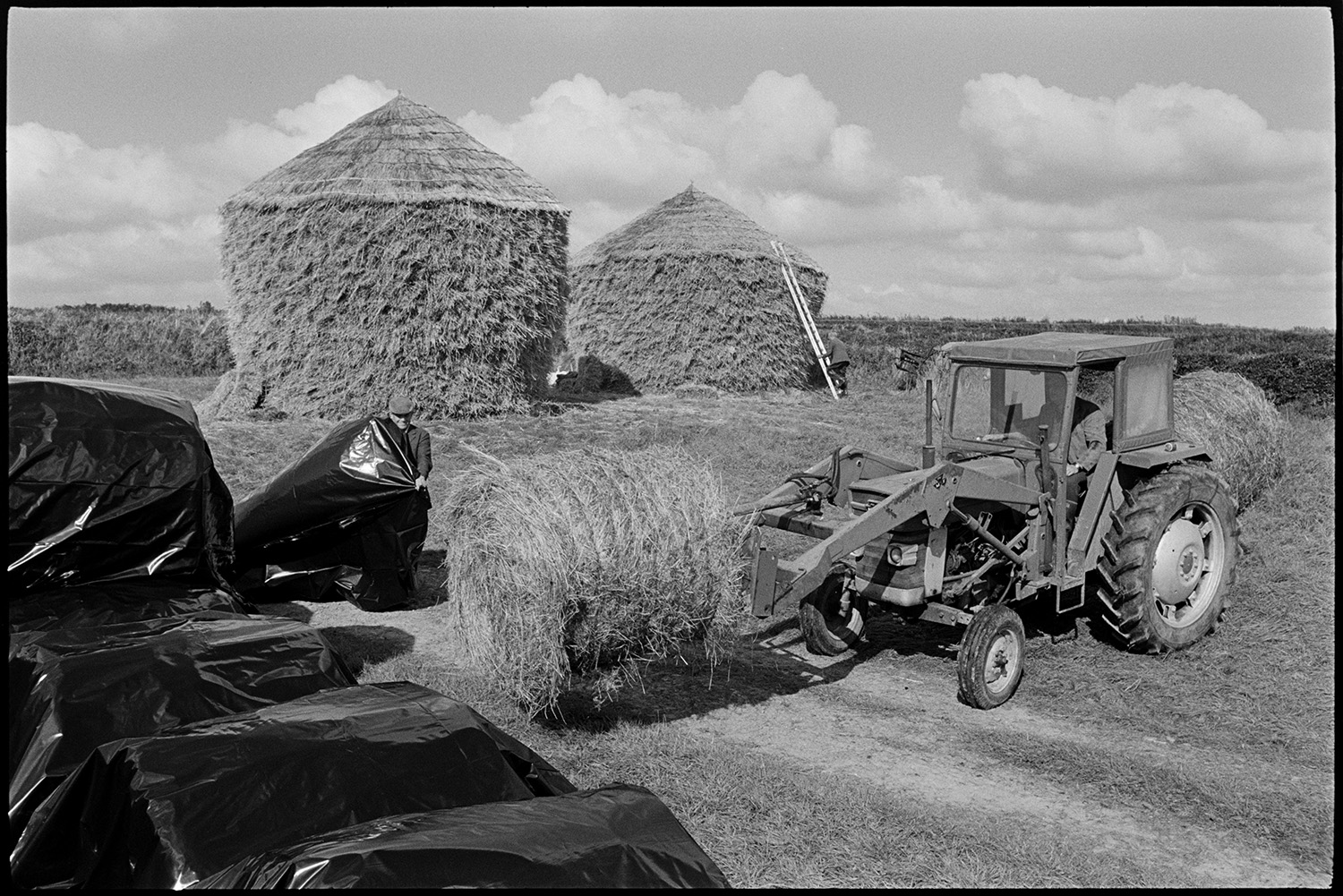 Farmer wrapping large round bales in polythene, round thatched wheatricks behind.
[Dudley Middleton  and another man wrapping hay bales in polythene in a field at Westacott, Riddlecombe. The bales are on a fork lift attached to a tractor. Two thatched wheat ricks are in the background and a ladder is propped against one of the ricks.]