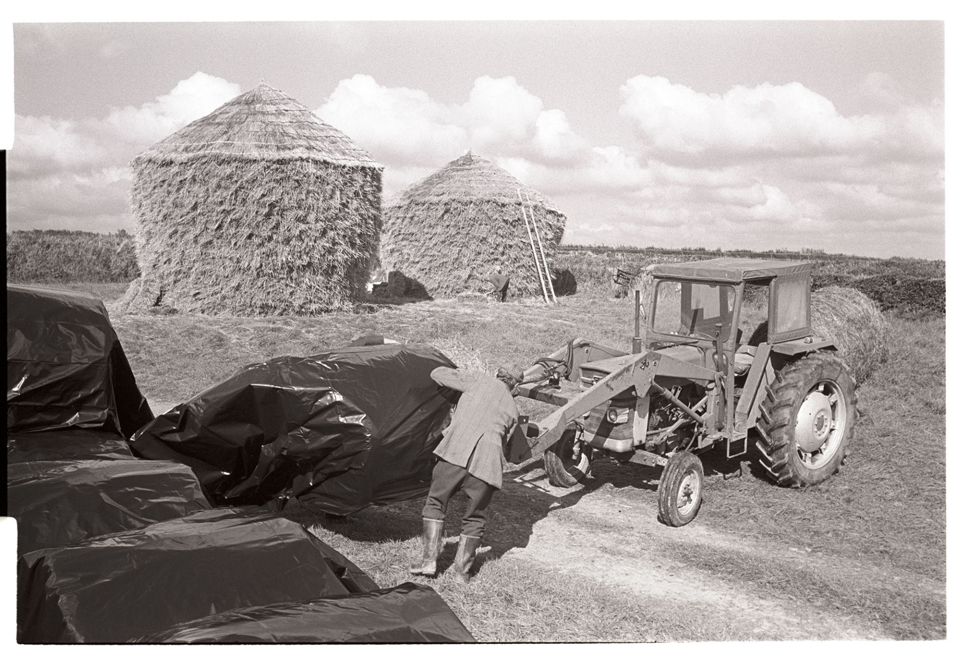 Farmer wrapping large round bales in polythene, round thatched wheat ricks behind. 
[Dudley Middleton wrapping hay bales in polythene in a field at Westacott, Riddlecombe. The bales are on a fork lift attached to a tractor. Two thatched wheat ricks are in the background. A ladder is propped against one of the ricks.]
