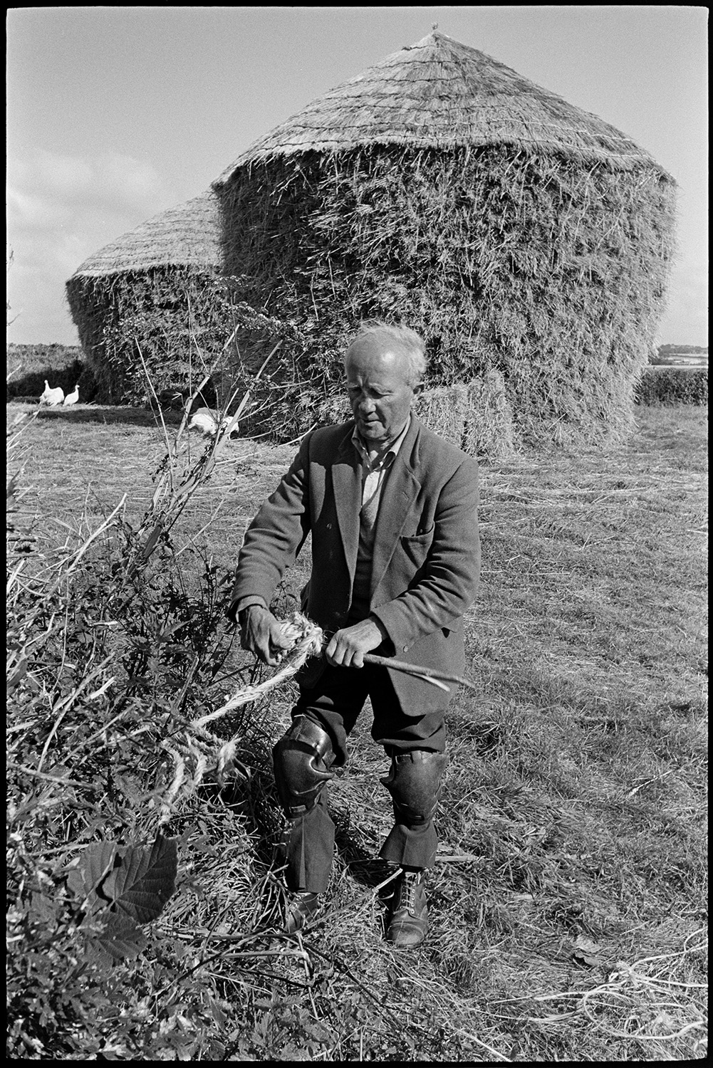 Thatcher thatching wheatrick, making rope on a wink.
[Bill Hammond making a rope on a wink in a field at Westacott, Riddlecombe. Two thatched wheat ricks, and some turkeys, are in the background.]