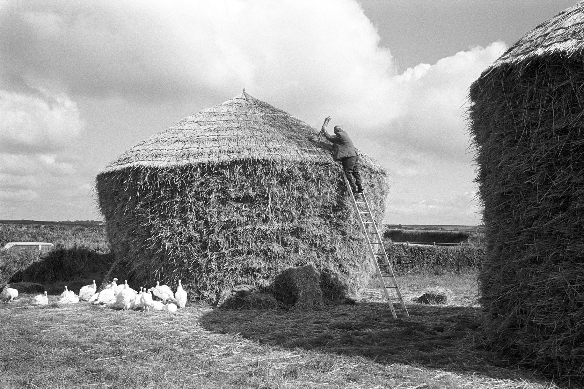 Thatcher thatching wheat rick, his motorbike parked in front. Young turkeys feeding. 
[Bill Hammond thatching a wheat rick in a  field at Westacott, Riddlecombe. He is securing the thatch with a spar. Young turkeys are feeding at the bottom of the rick and the top of a car is visible above the hedgerow of the field.]