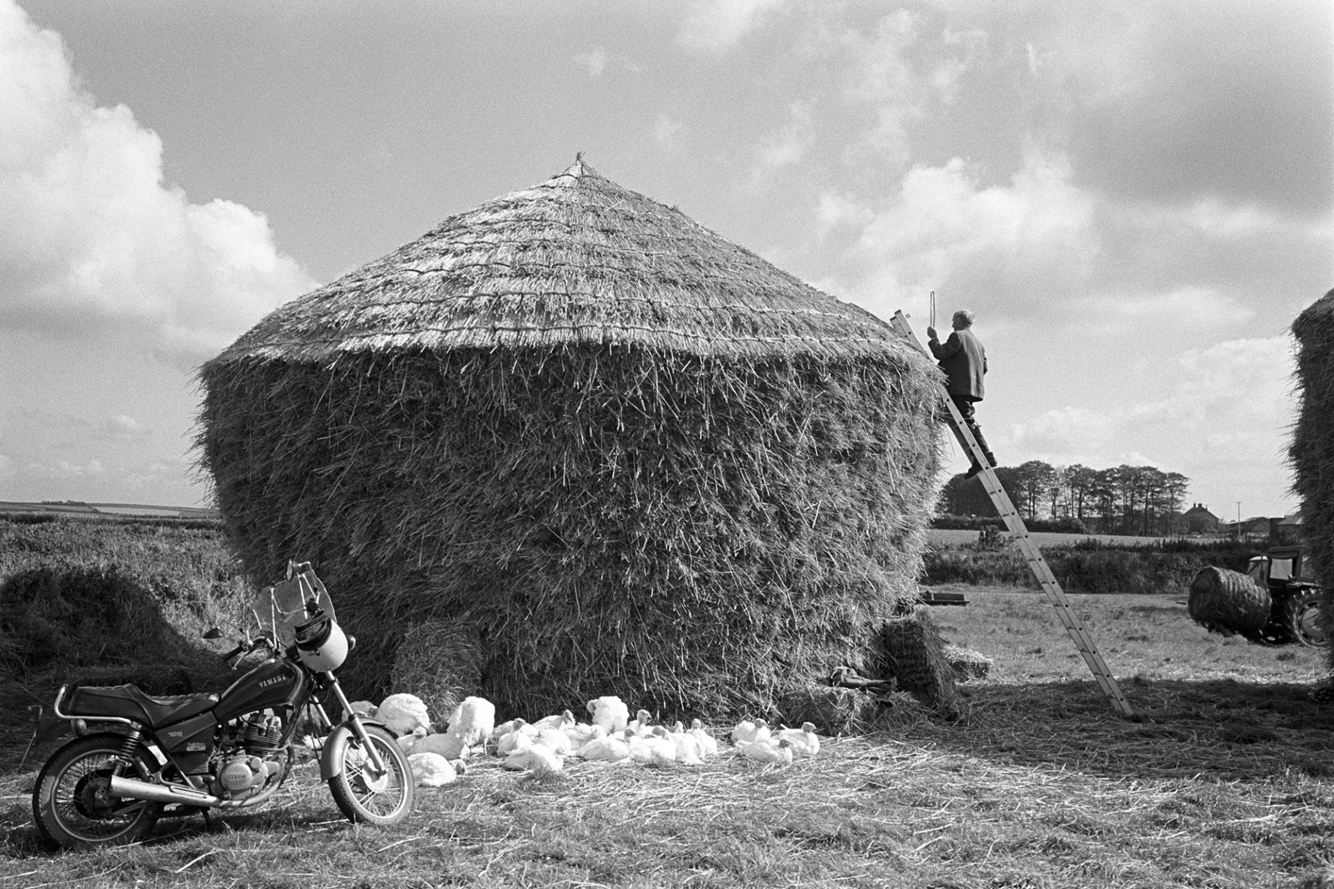 Thatcher thatching wheat rick, his motorbike parked in front. Young turkeys feeding. 
[Bill Hammond thatching a wheat rick in a field at Westacott, Riddlecombe. He is climbing a ladder propped against the rick, holding a spar. His motorcycle is parked beside the rick by a flock of turkeys feeding.]