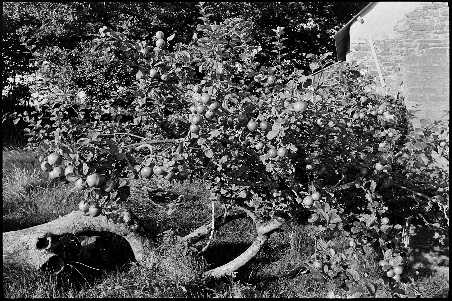 Apple tree, old cider orchard.
[A fallen cider apple tree, beside a barn, in an orchard at Lower Langham, Dolton.]