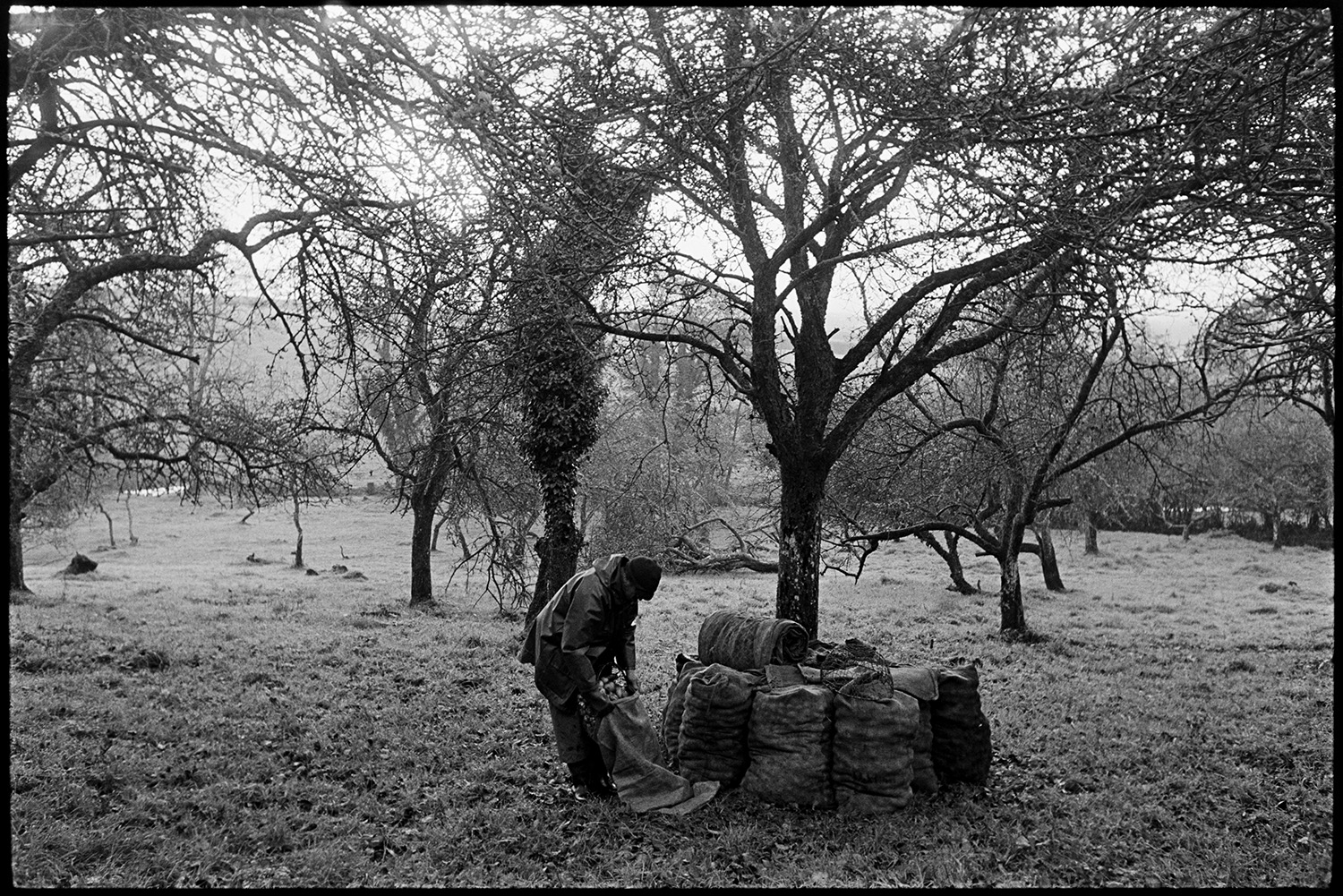 Cider orchard, man shaking apples from trees and bagging them up.
[A man bagging up apples in a cider orchard at Westpark, Iddesleigh. Full sacks are stacked around a tree, with the orchard shown in the background.]
