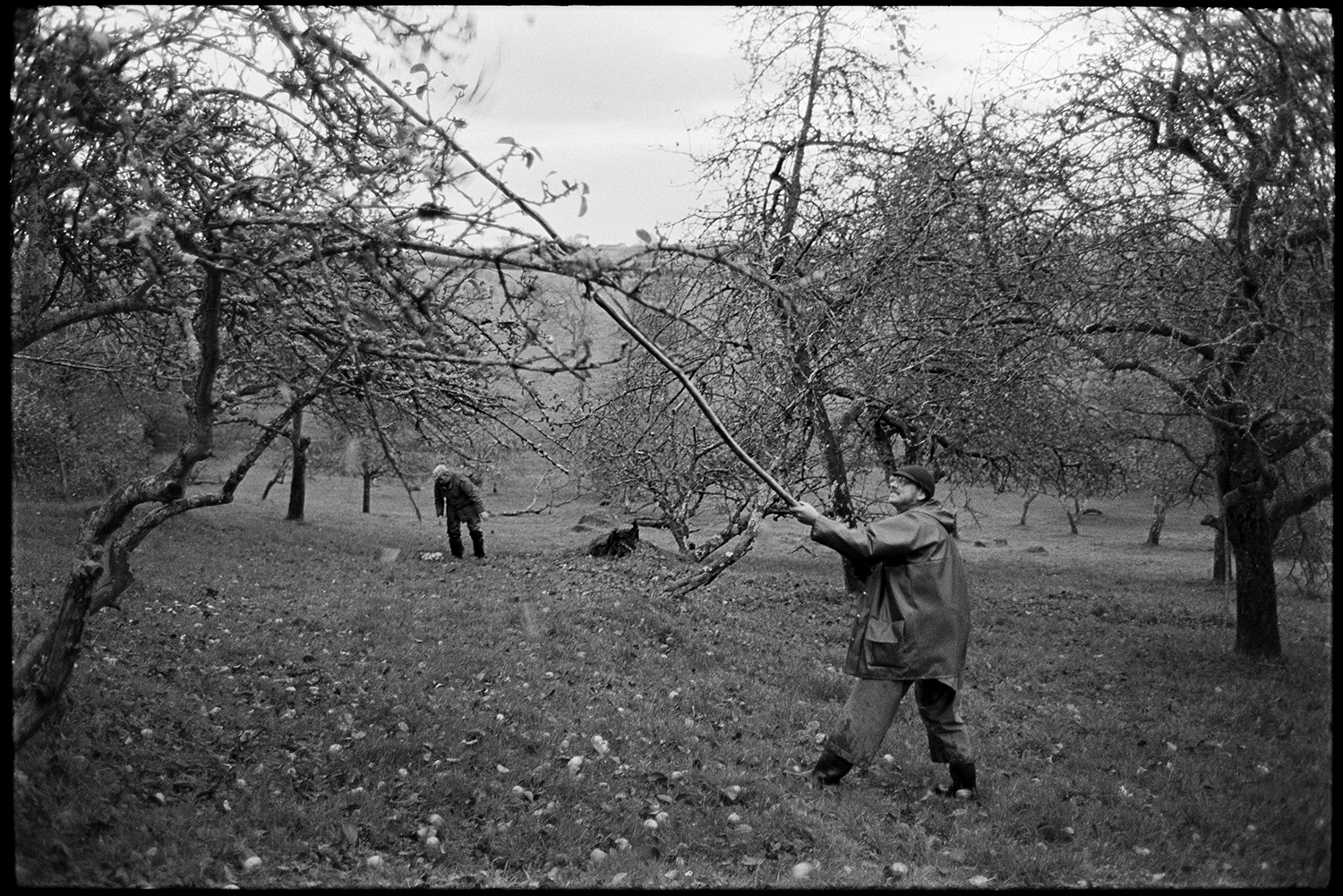 Cider orchard, man shaking apples from trees and bagging them up.
[A man shaking apples from tree branches in a cider orchard at Westpark, Iddesleigh. In the orchard another man is picking up the fallen apples.]