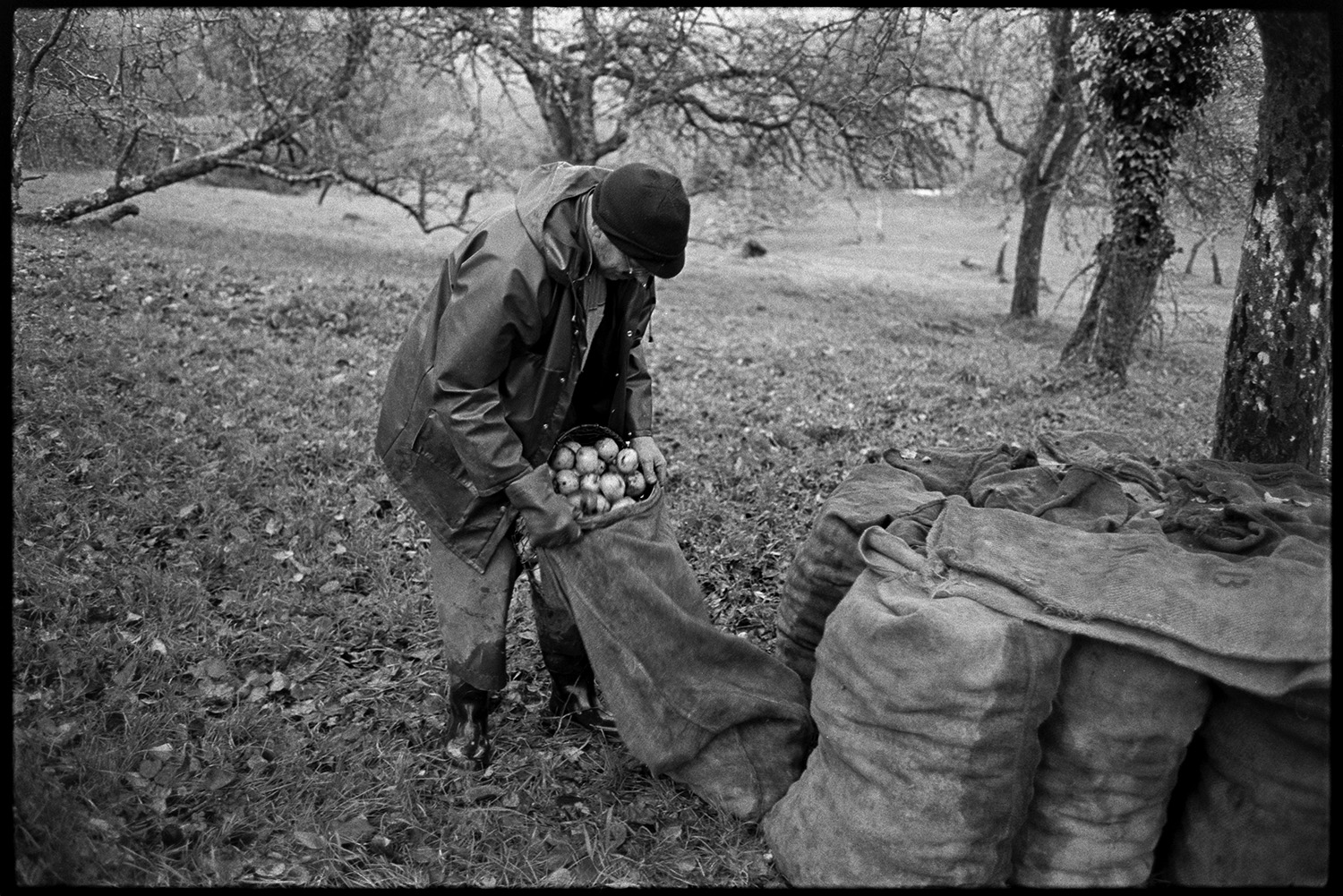 Cider orchard, man shaking apples from trees and bagging them up.
[A man bagging up apples in a cider orchard at Westpark, Iddesleigh. Full sacks are stacked around an apple tree.]