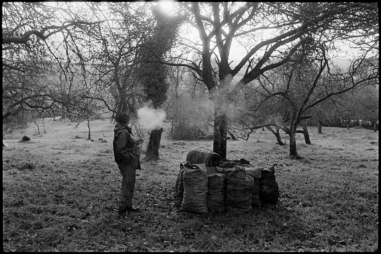Cider orchard, man picking up apples and bagging them up.
[A man standing in a cider orchard at Westpark, Iddesleigh, smoking a pipe. There are full sacks of apples stacked around a tree in the foreground.]