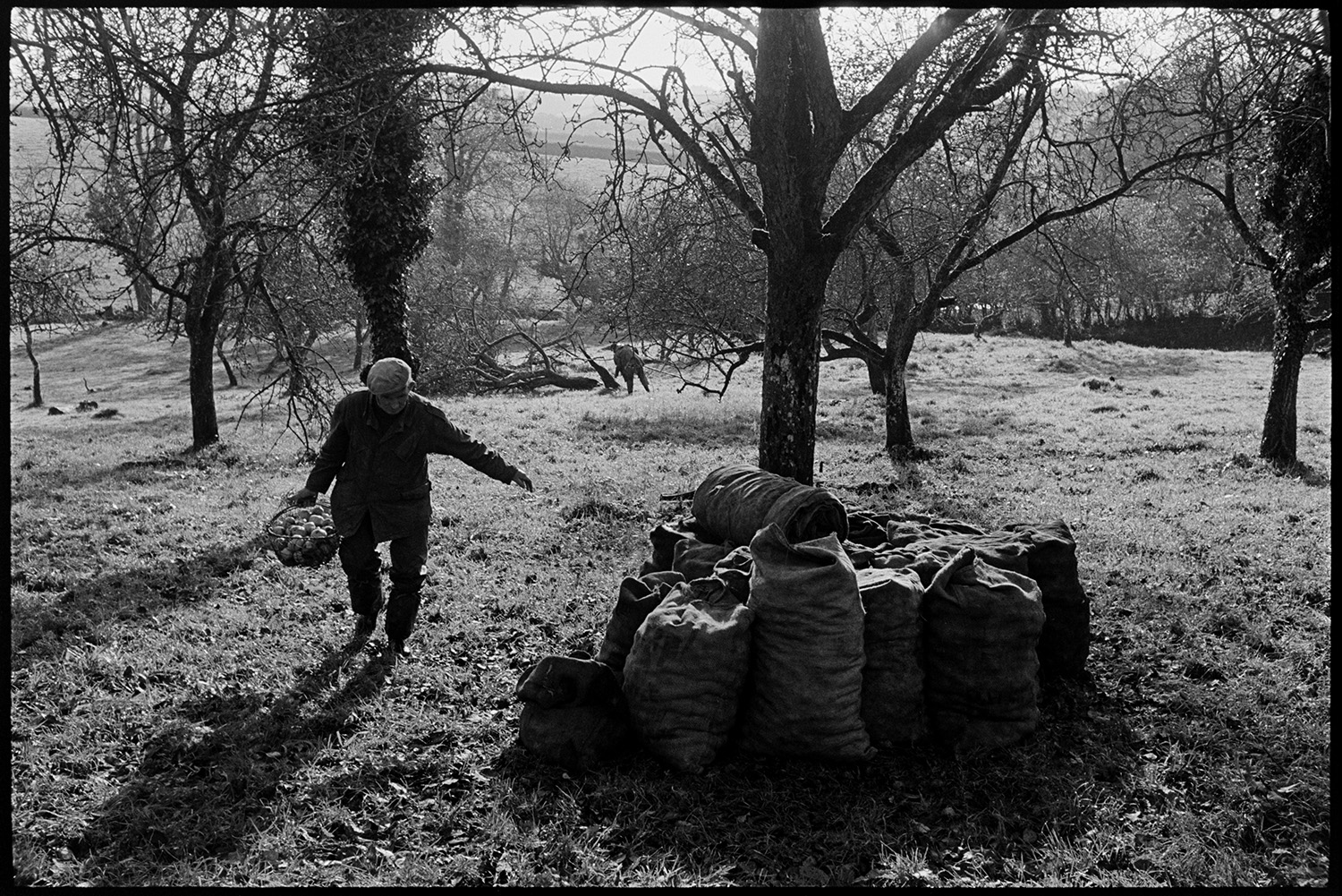 Cider orchard, men picking up apples and bagging them up. Fallen apple tree.
[Men picking up apples in a cider orchard at Westpark, Iddesleigh. Full sacks stacked around a tree,. Bill Lott is carrying a basket of apples to fill up a sack in the foreground.]